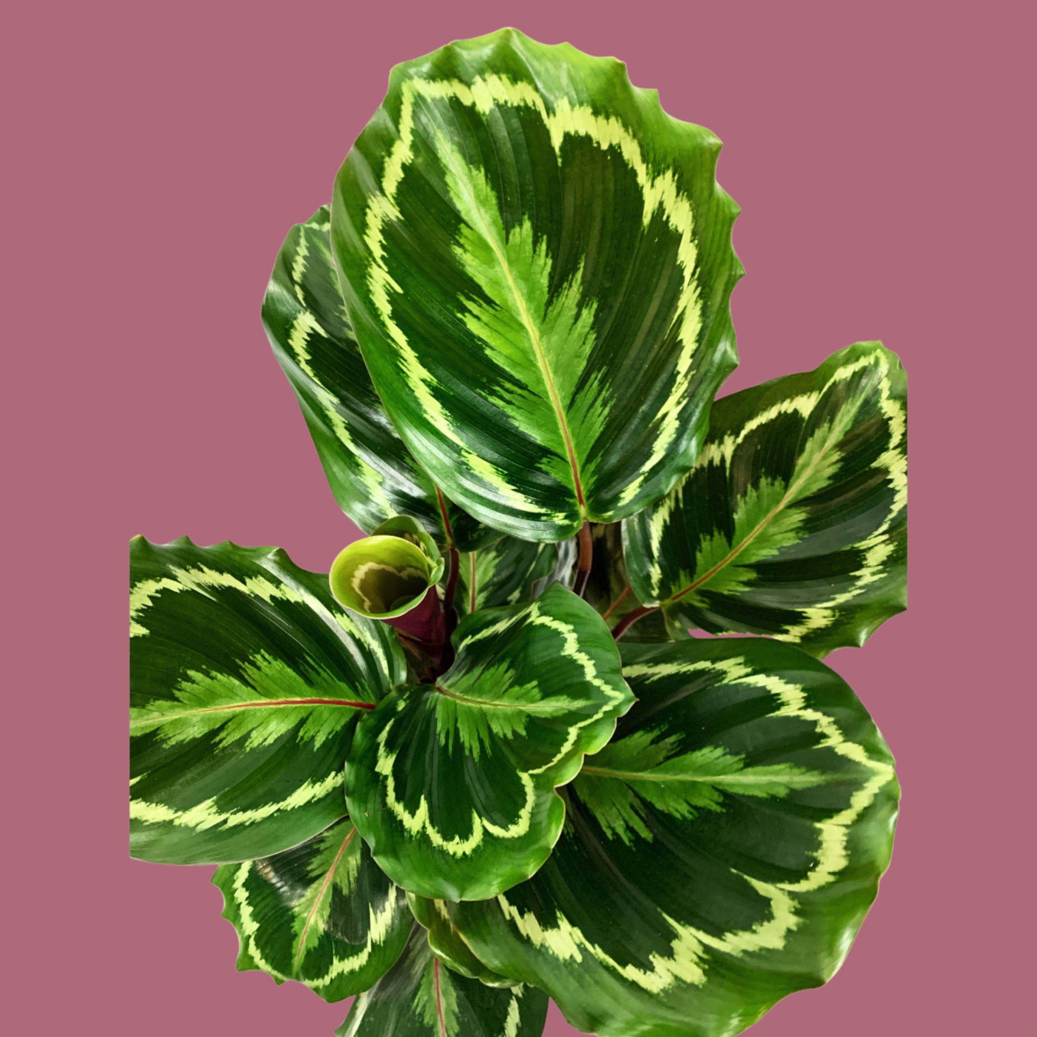 Calathea