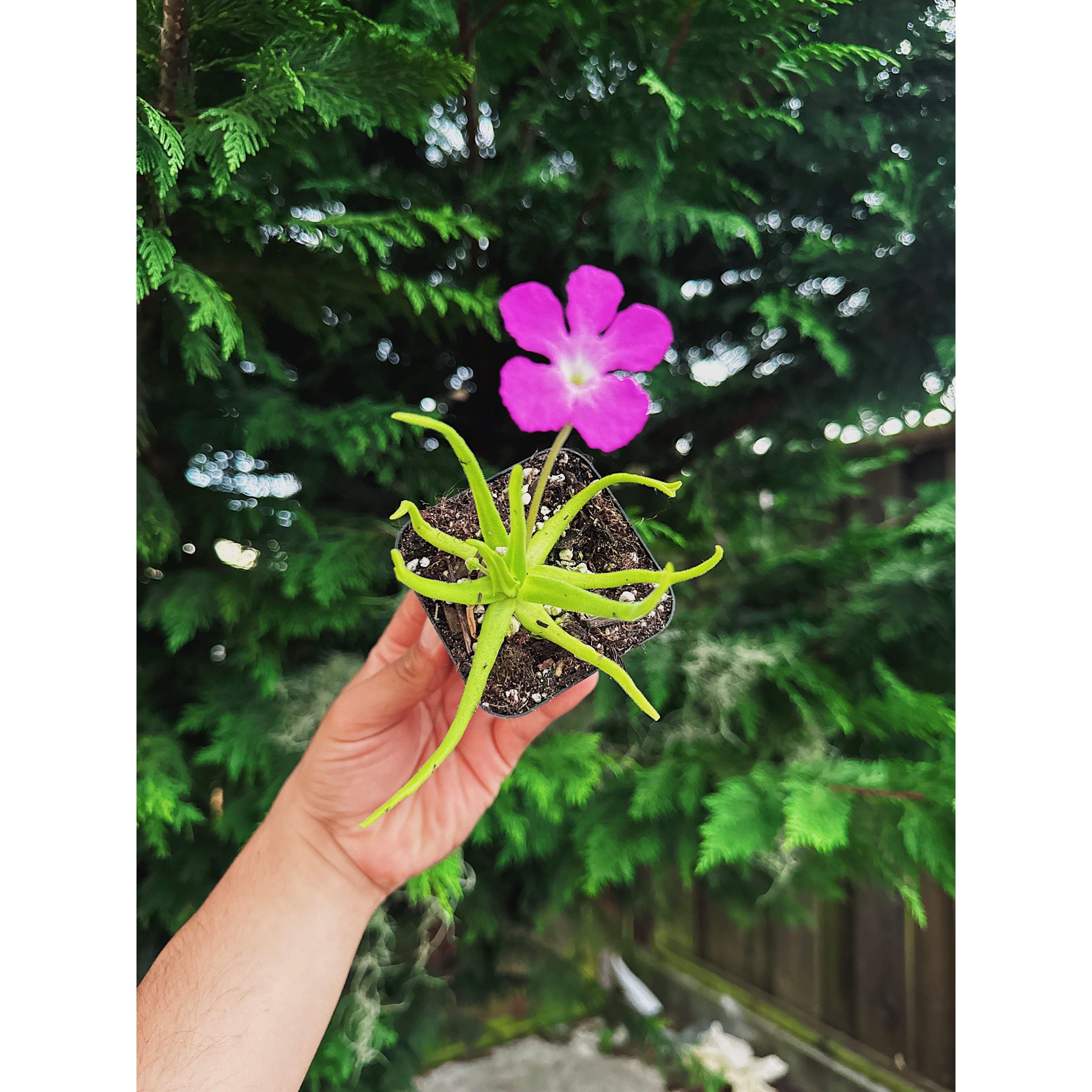 Pinguicula Moctezumae