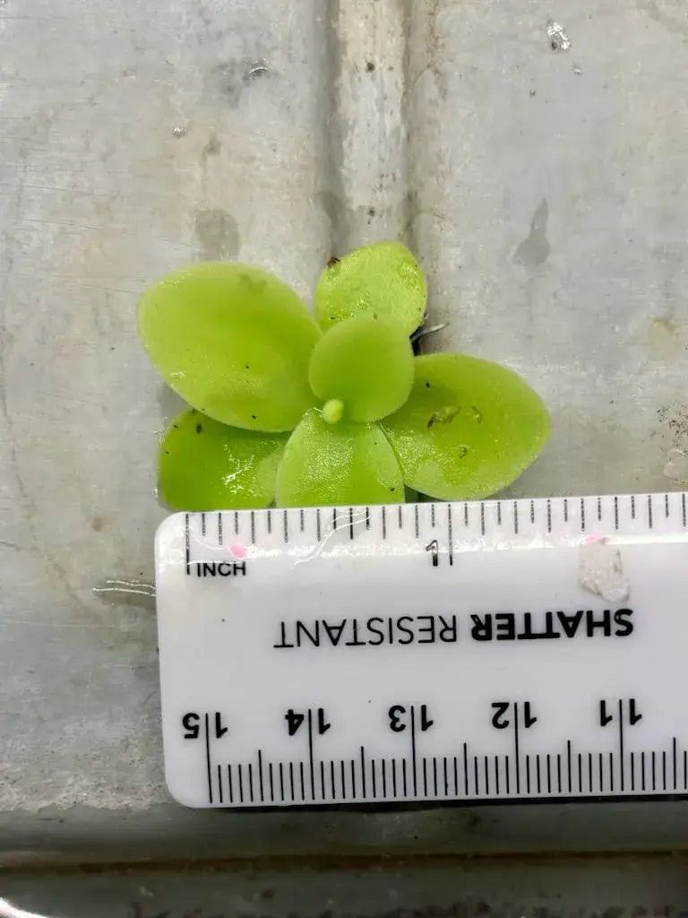 25 Pack Pinguicula Gigantea - Carnivorous Plant Giant Butter: 25 Pack - Las Selvas