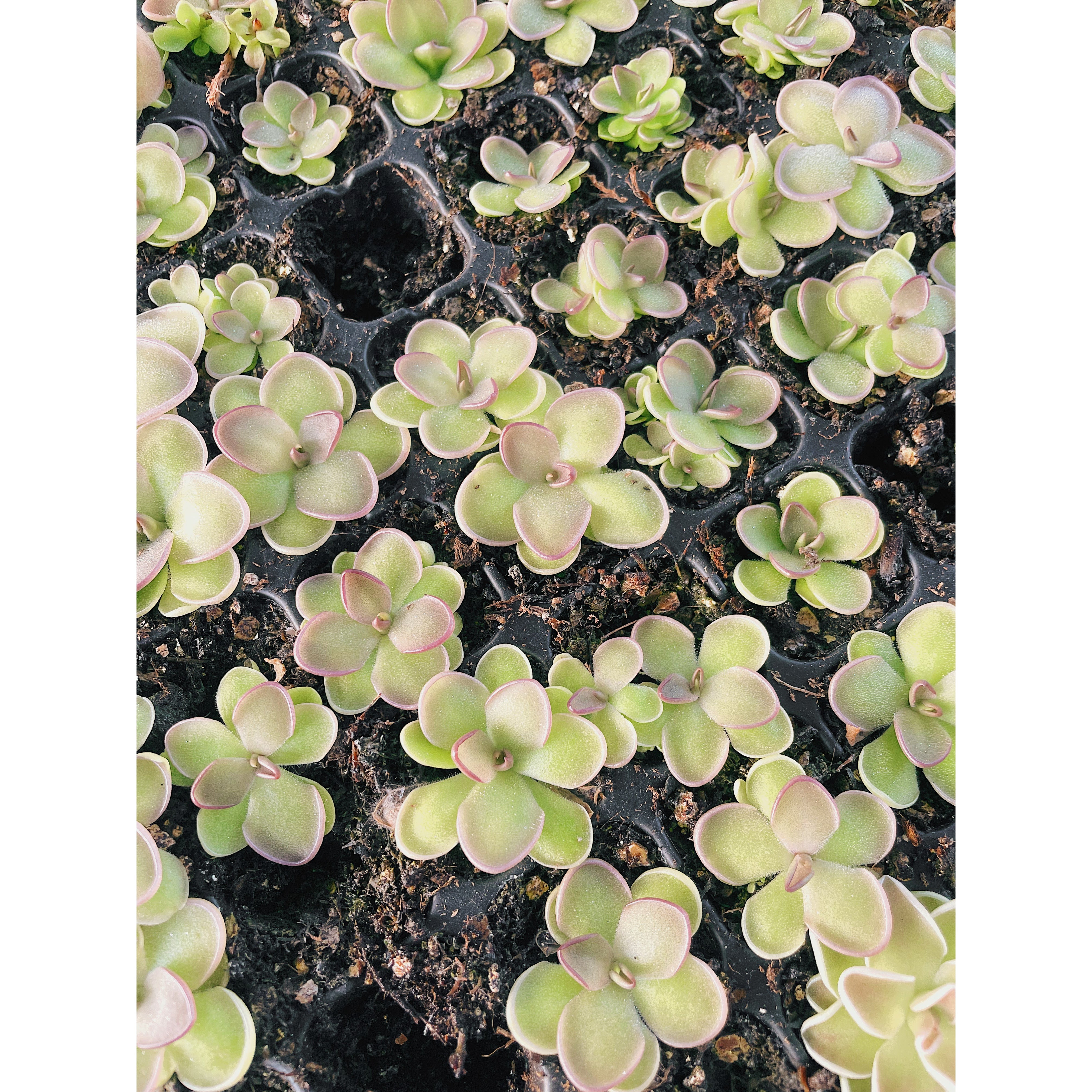 Pinguicula Leilani