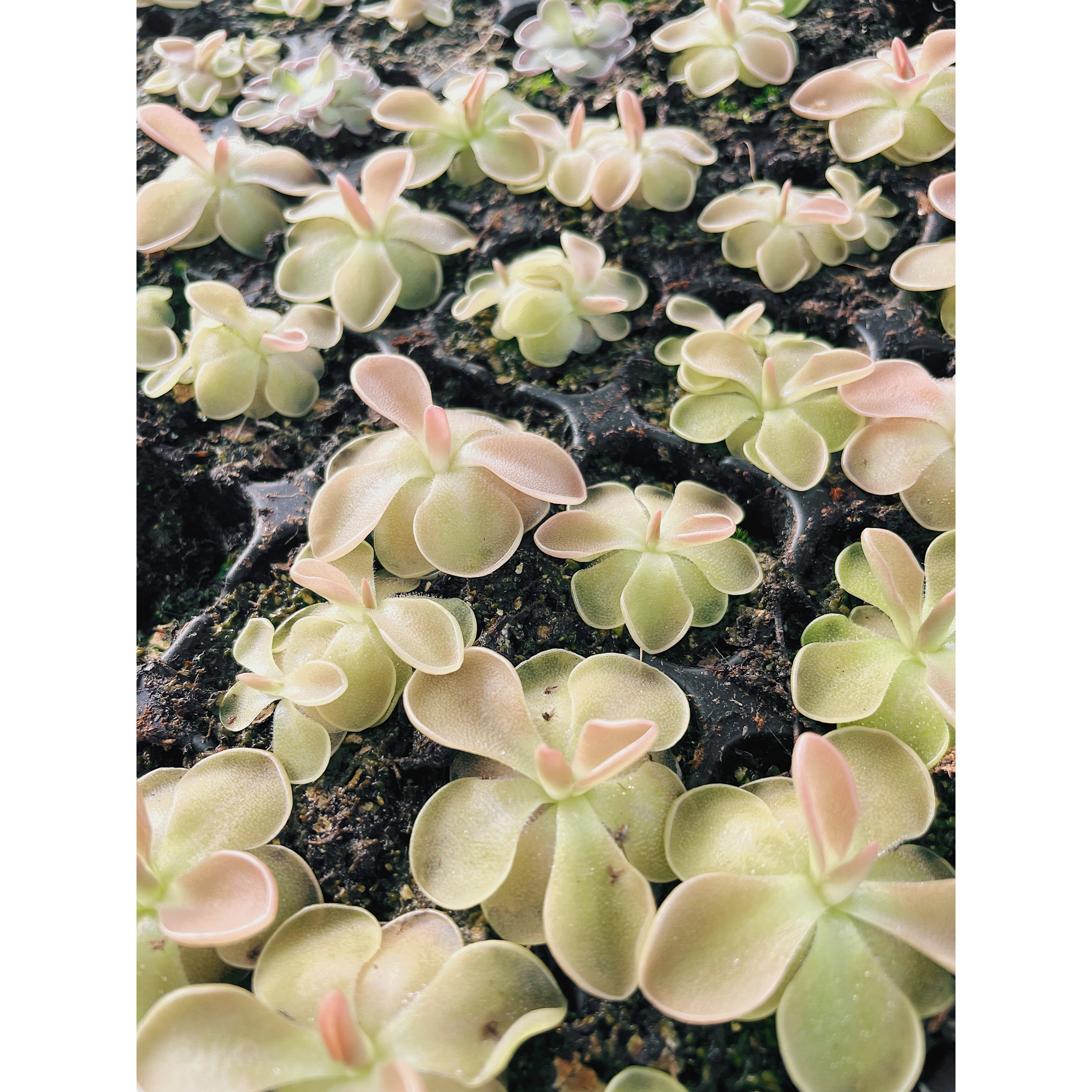 Pinguicula Sethos
