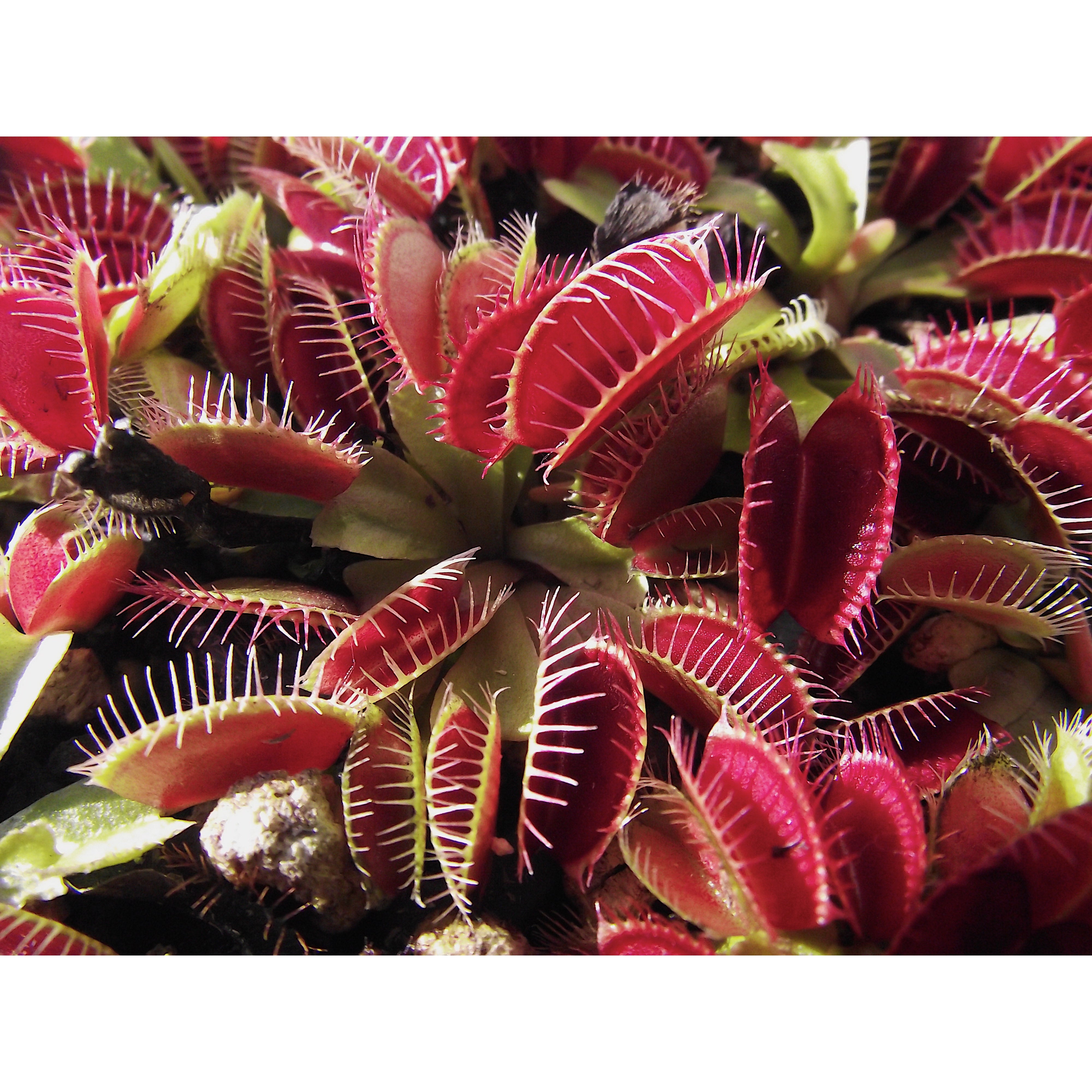 Venus Fly Trap Bundle