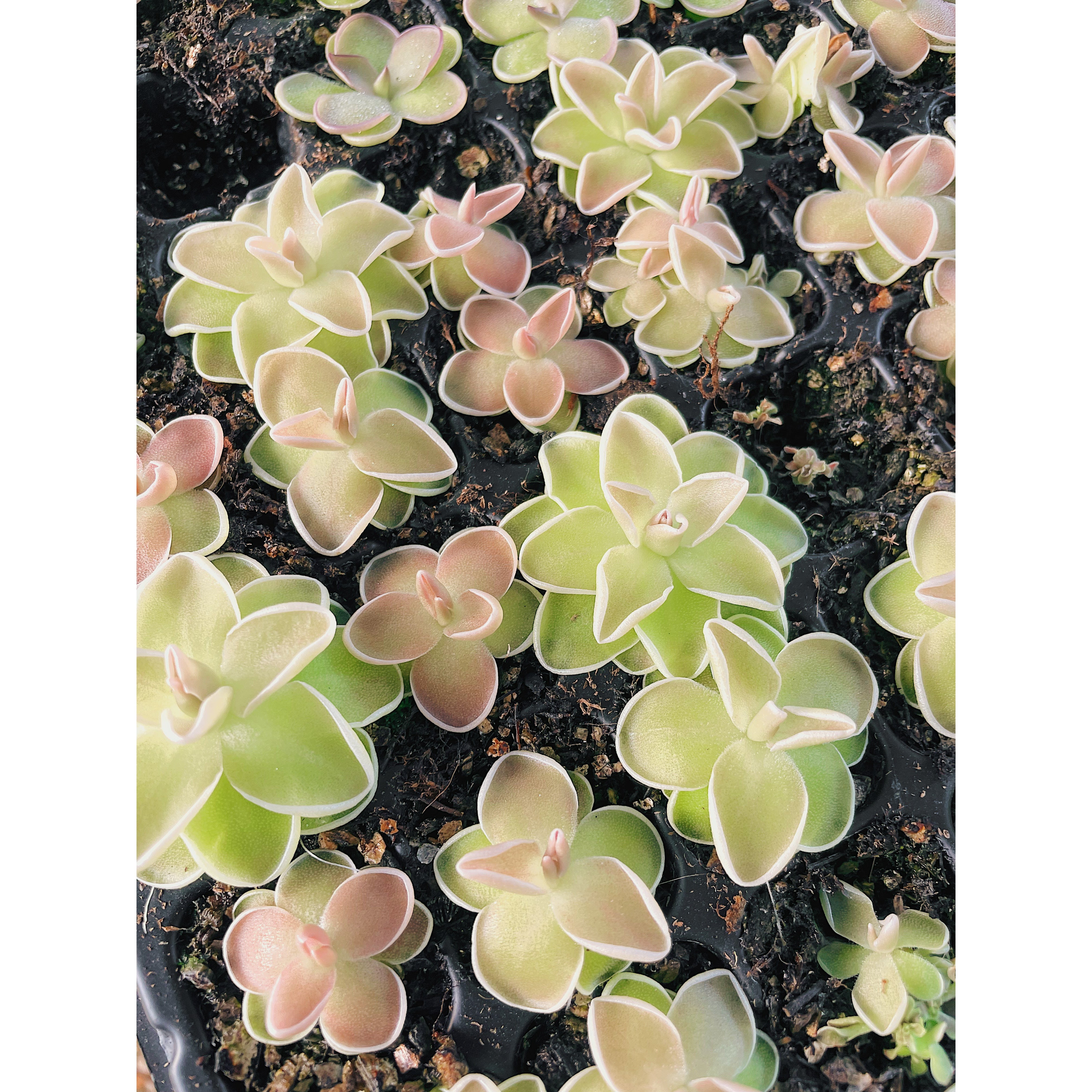 Pinguicula Cotton Candy