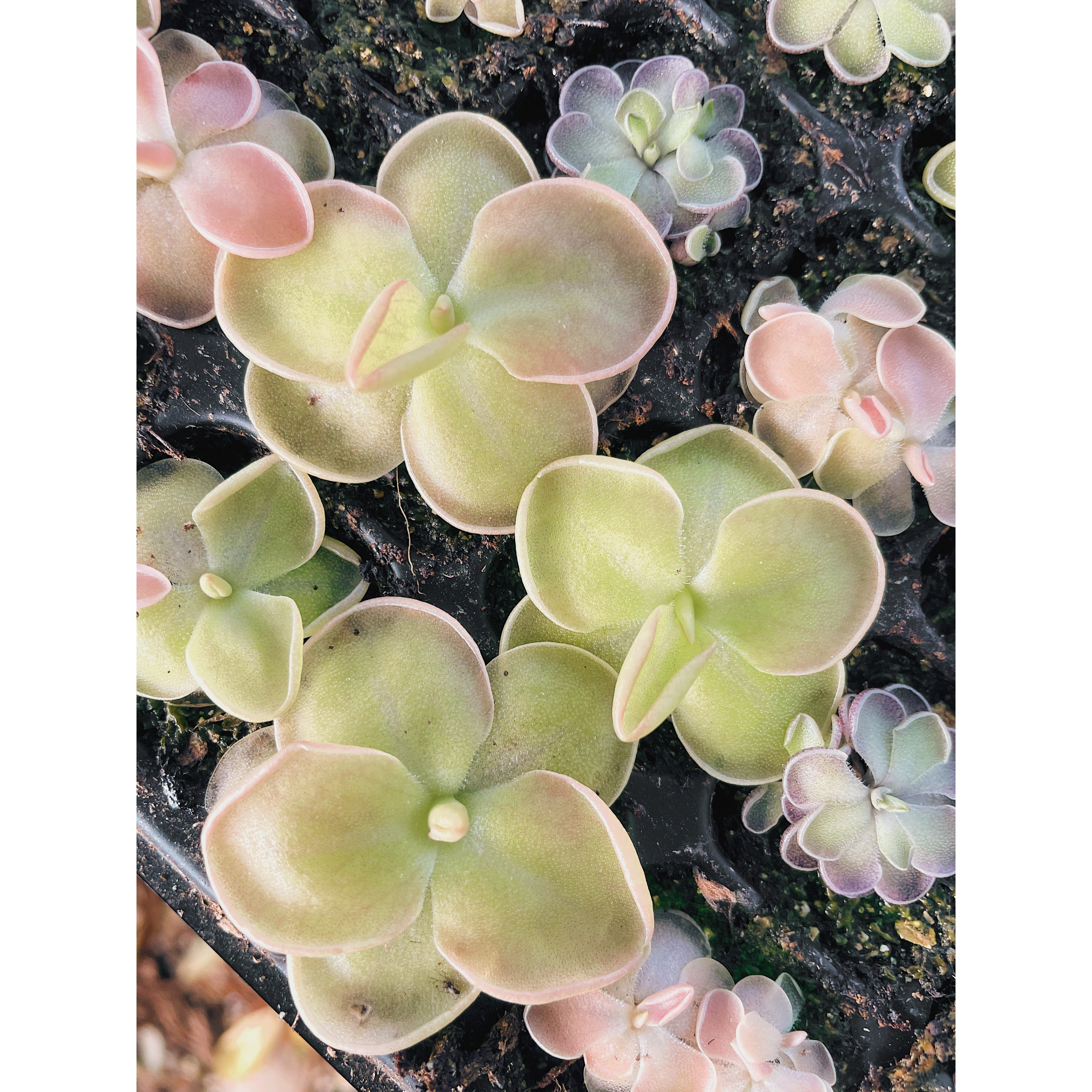 Pinguicula Moranensis