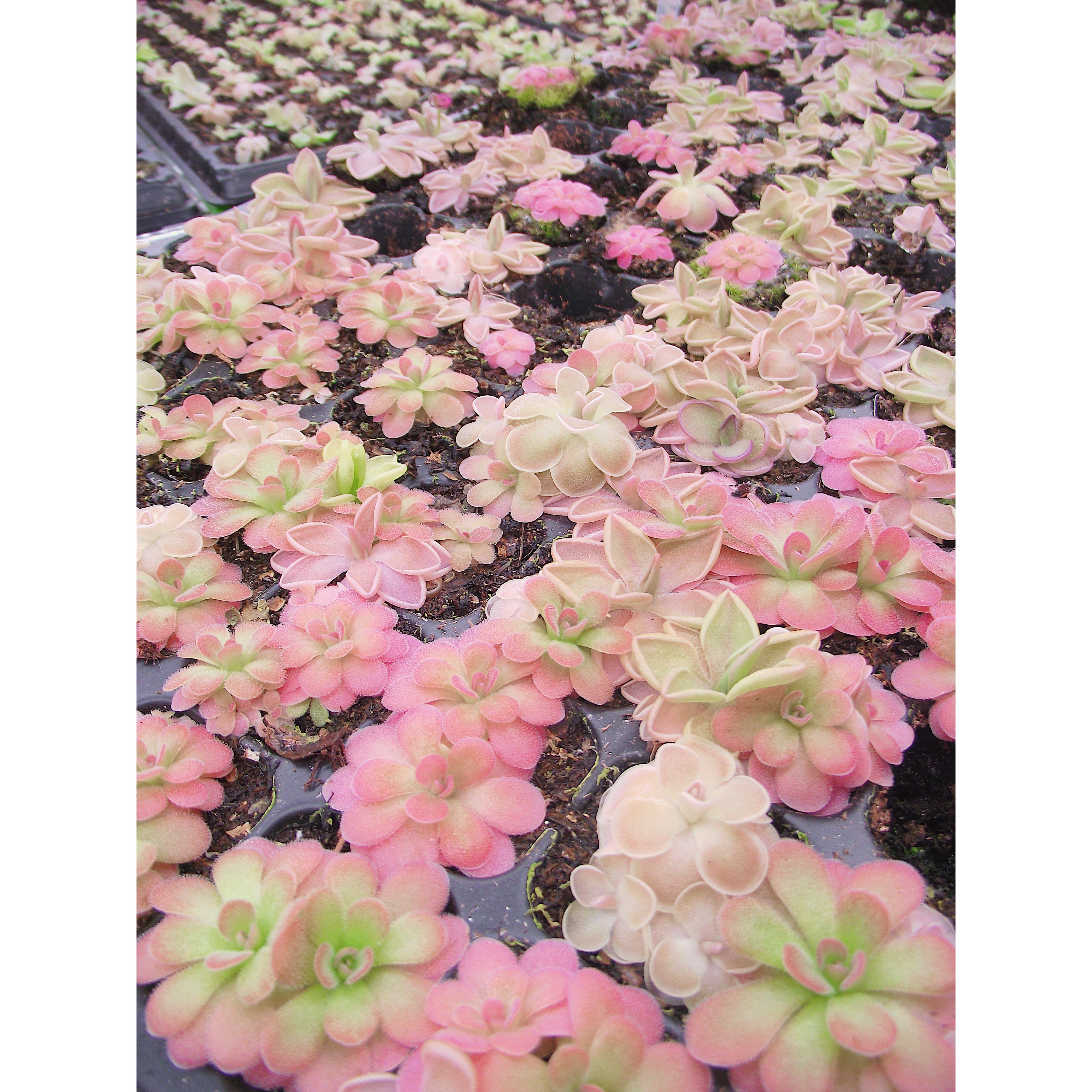 Pinguicula Cluster