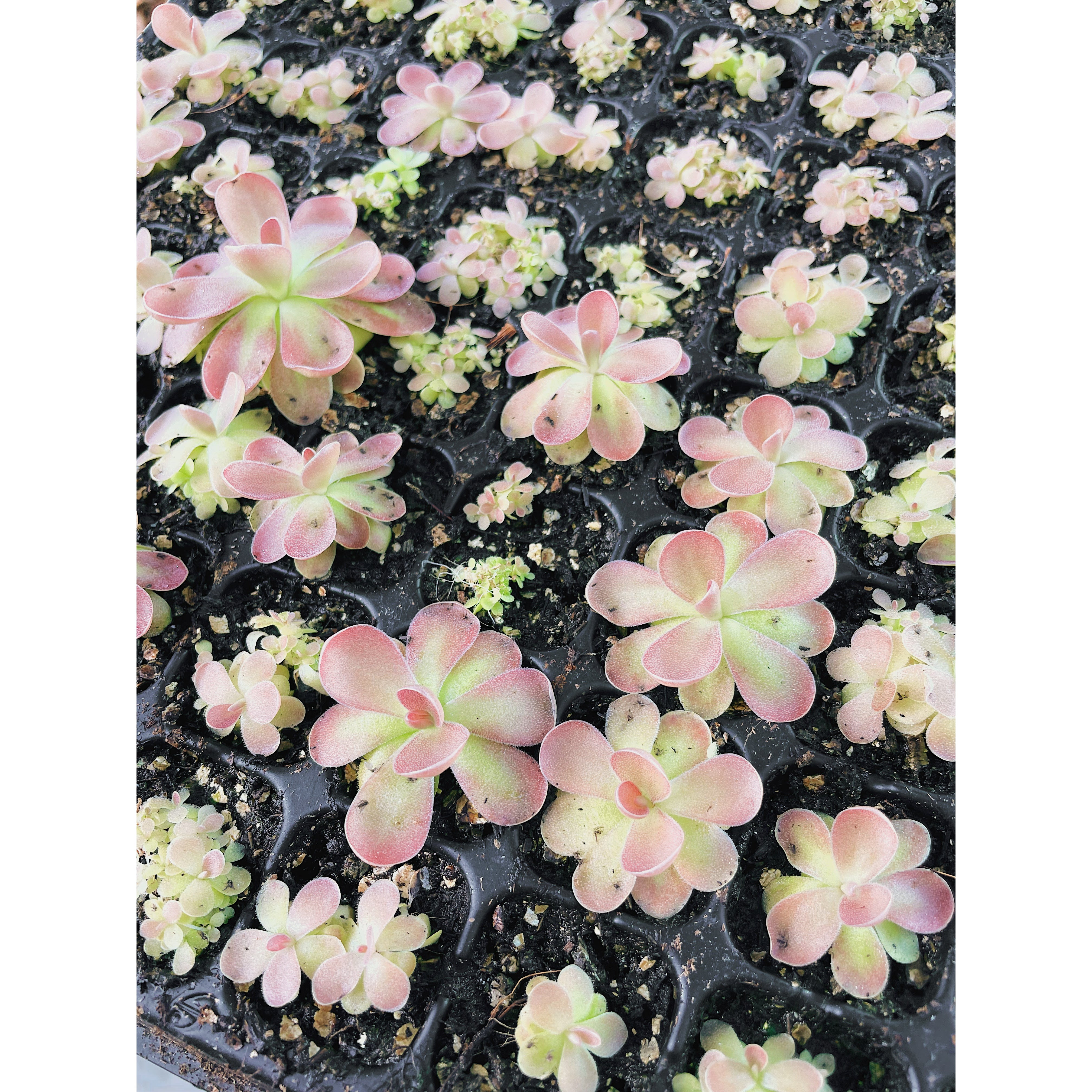 Pinguicula Johanna
