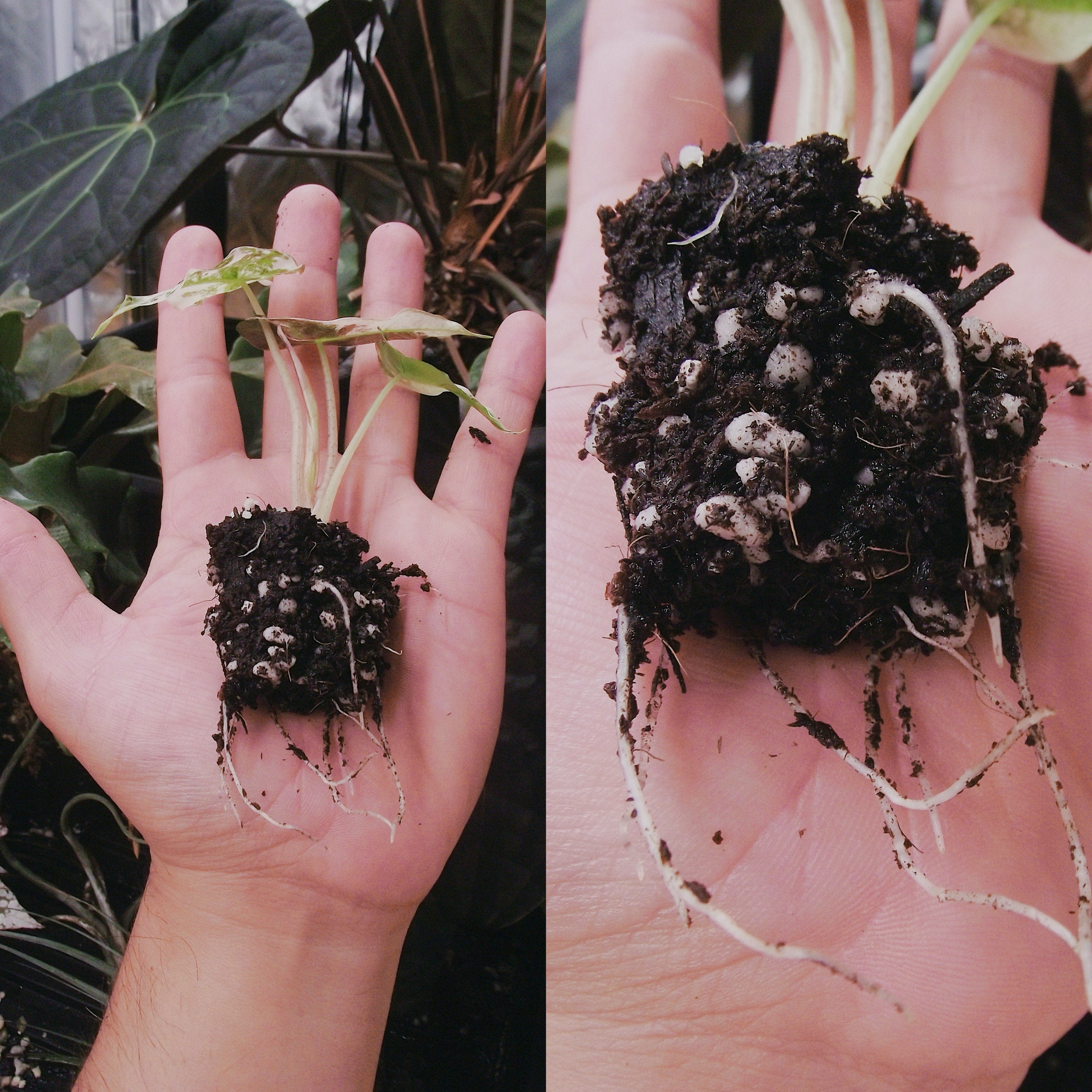 Jungle Flask Mix — Tissue Culture Deflasking/Acclimation Soil