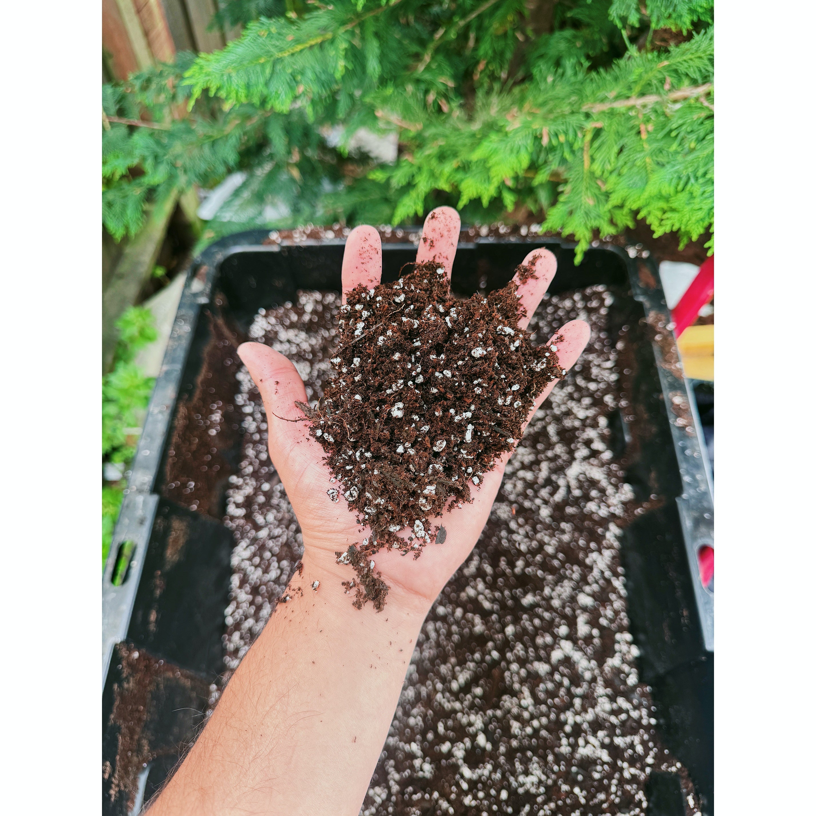 Jungle Flask Mix — Tissue Culture Deflasking/Acclimation Soil