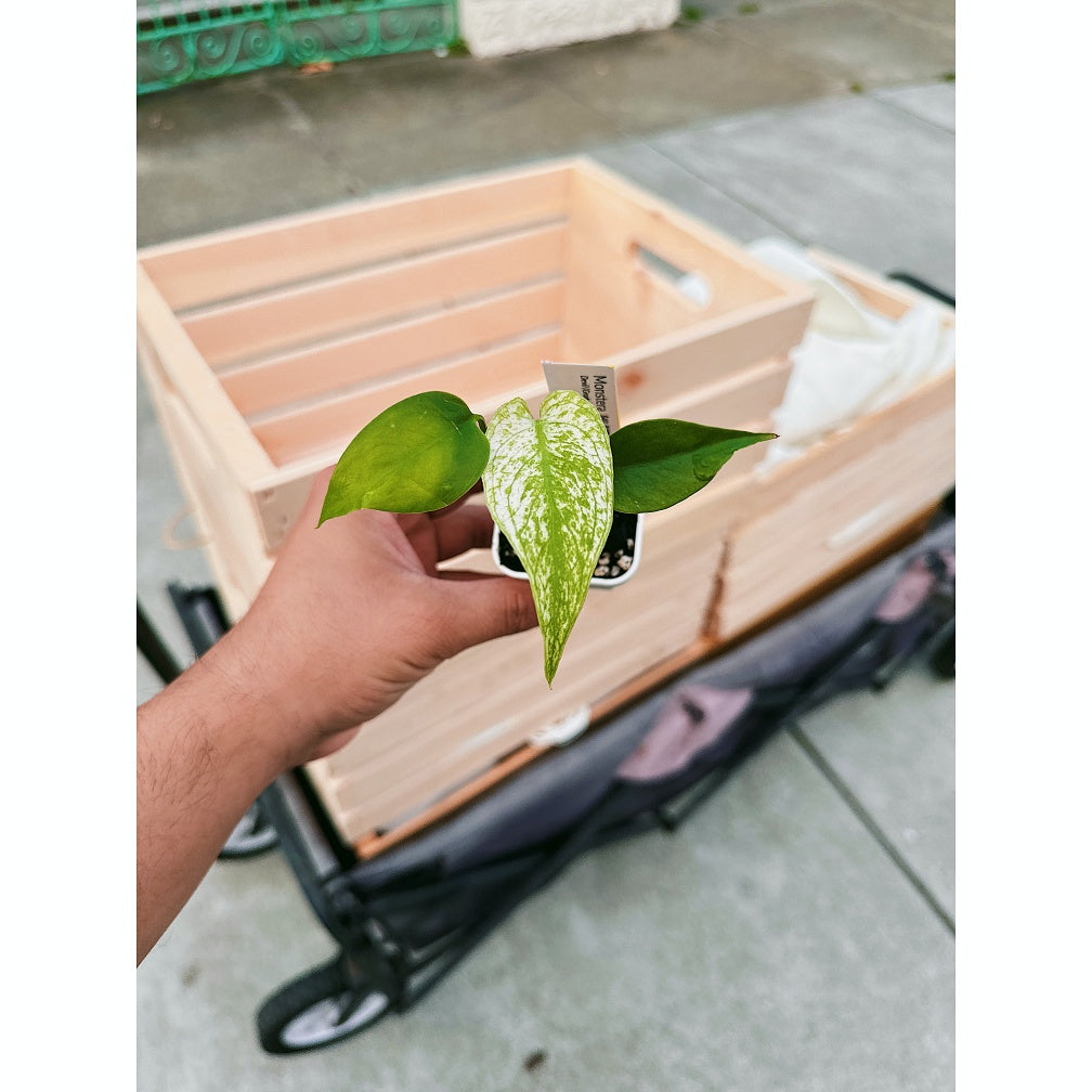 Monstera Devil Monster (Grade B)