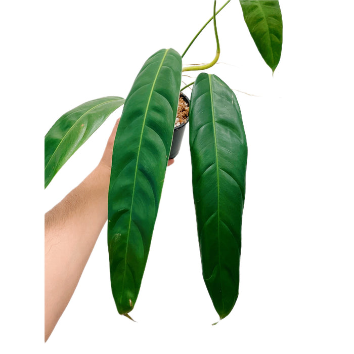 Philodendron Patriciae