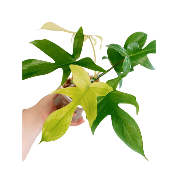 Philodendron Florida Ghost