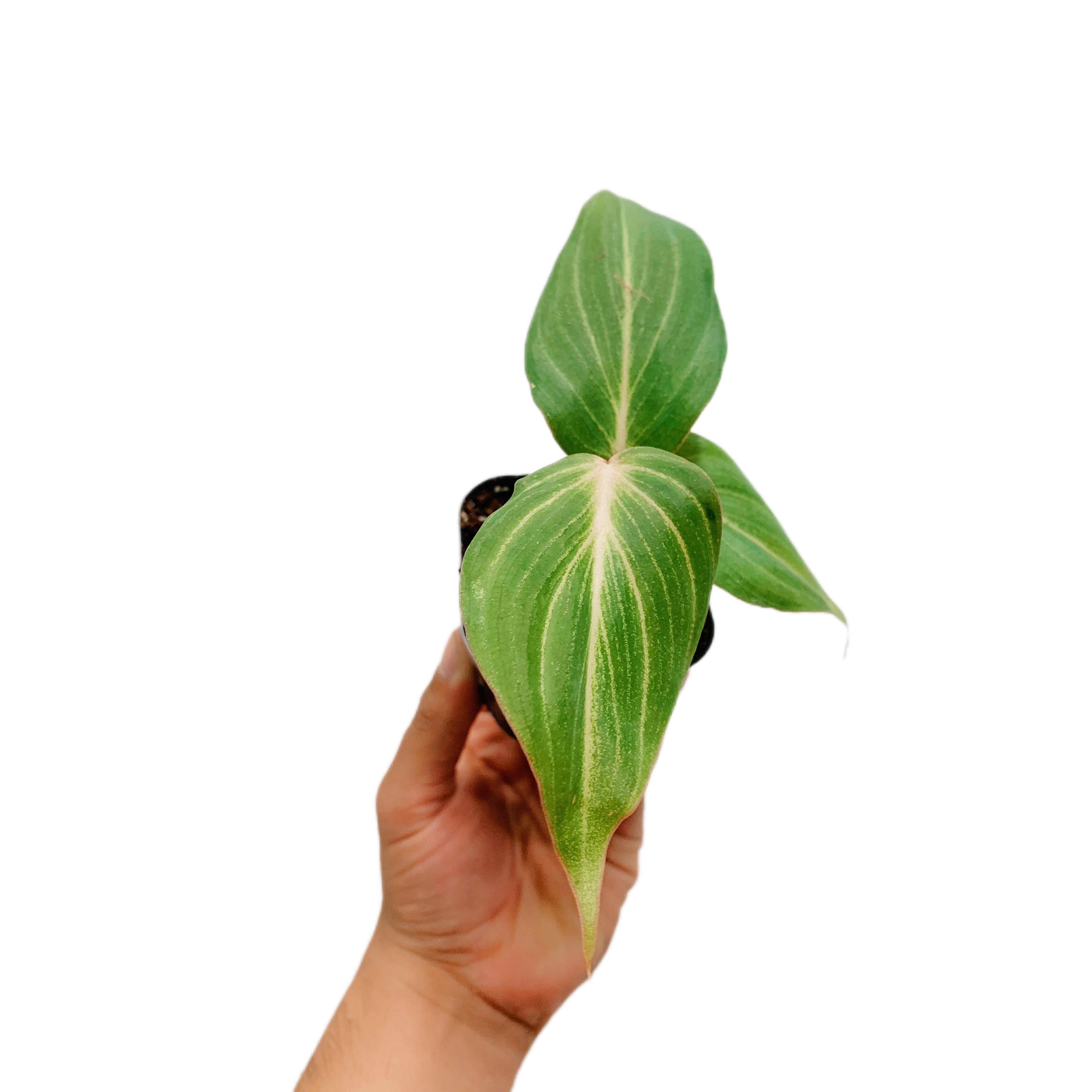 Philodendron Gloriosum (Plantlet)