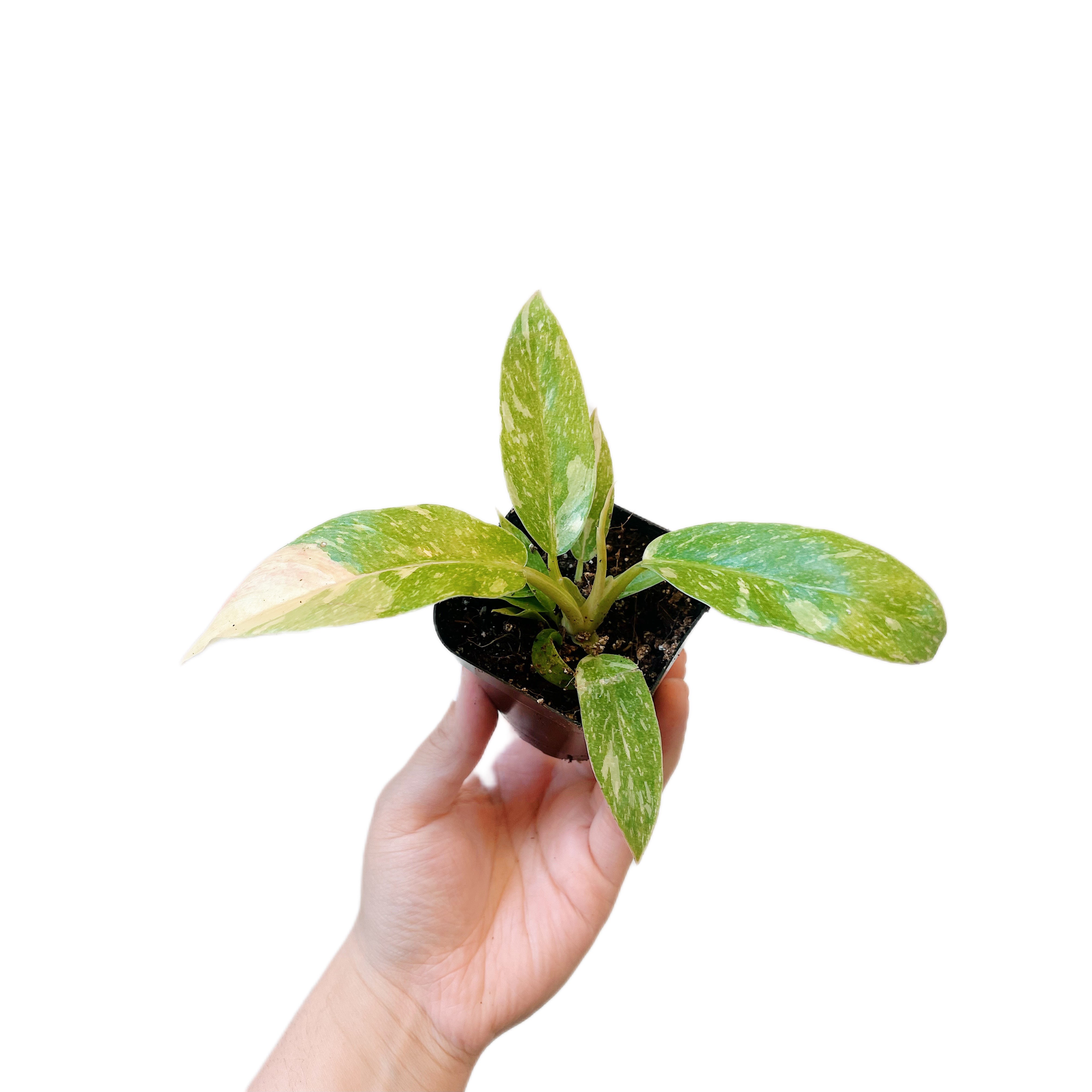 Philodendron Ring Of Fire (Plantlet)