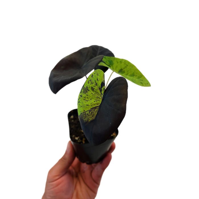 Colocasia Midnight
