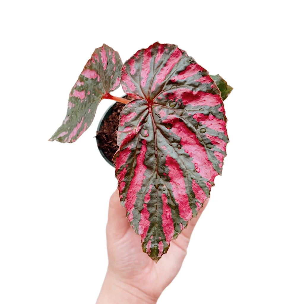 Begonia Brevirimosa 'Exotica'
