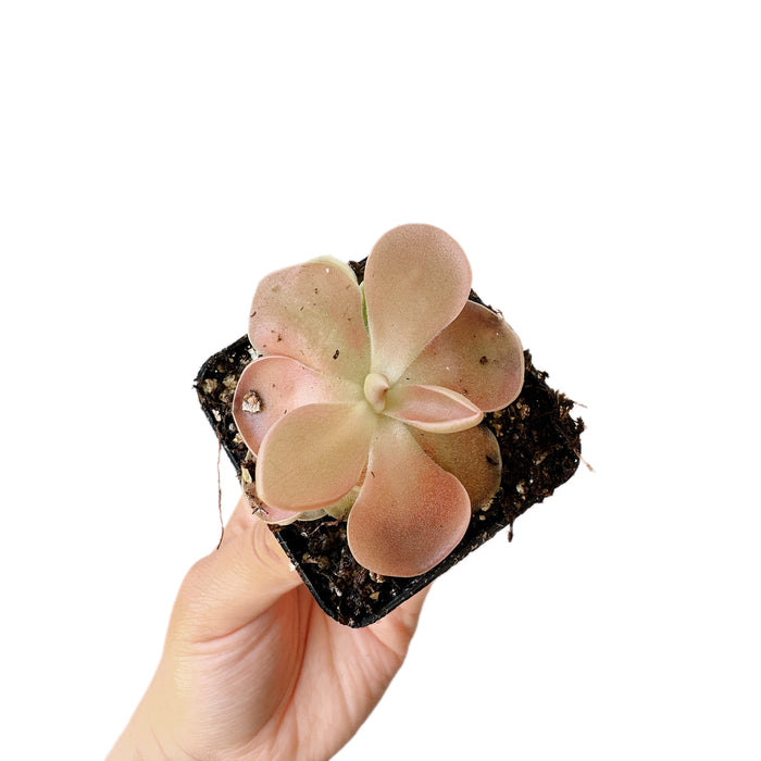 Pinguicula Kewensis