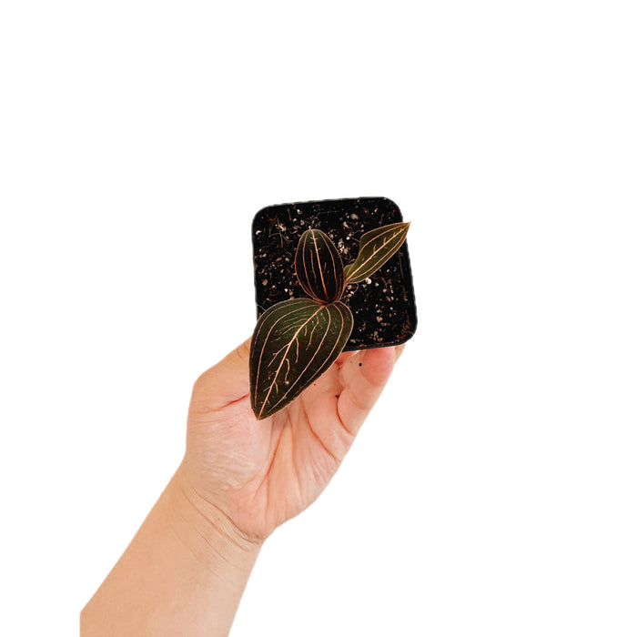 Black Jewel Orchid