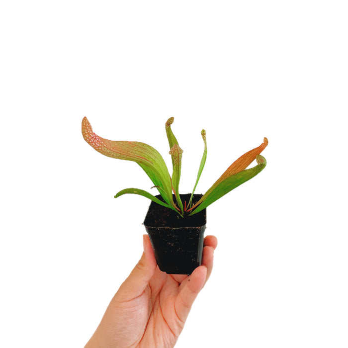 Sarracenia 'Scarlet Belle'