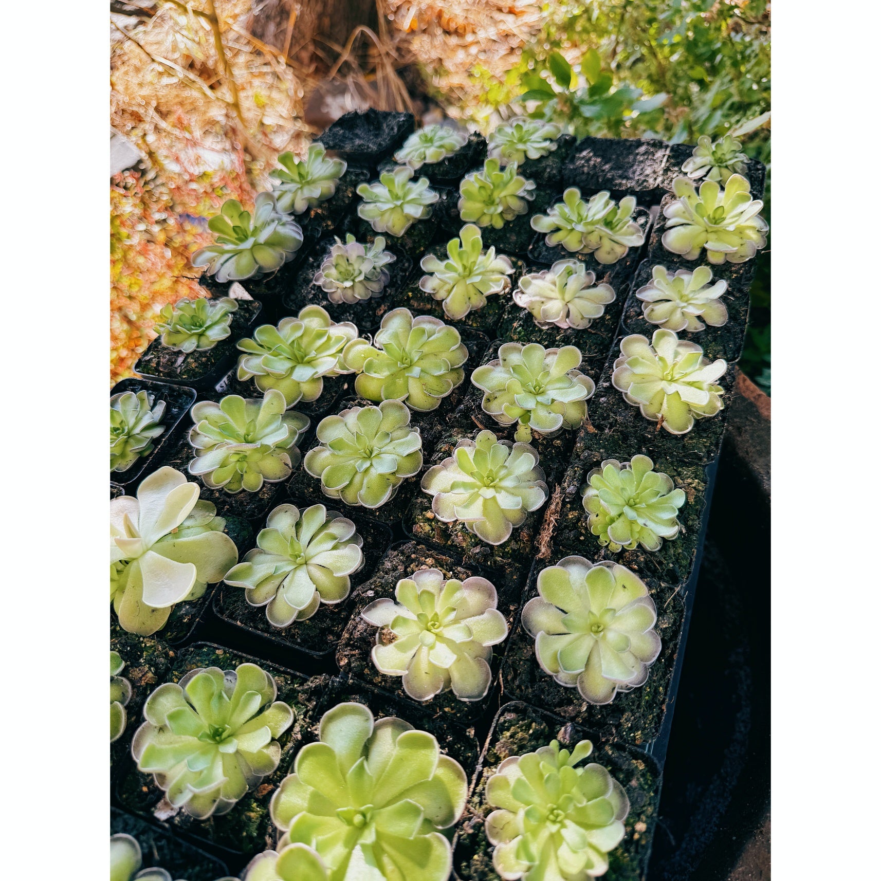 Pinguicula Cyclosecta