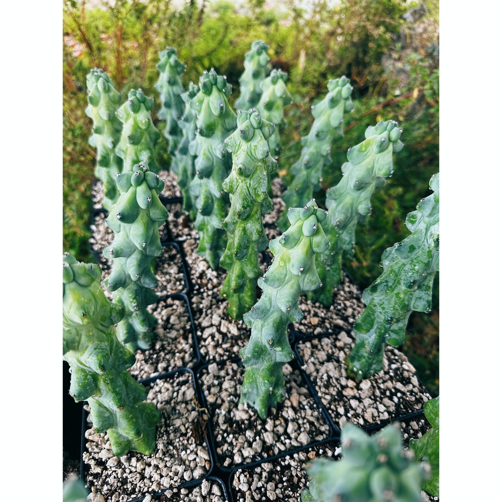 Boobie Cactus