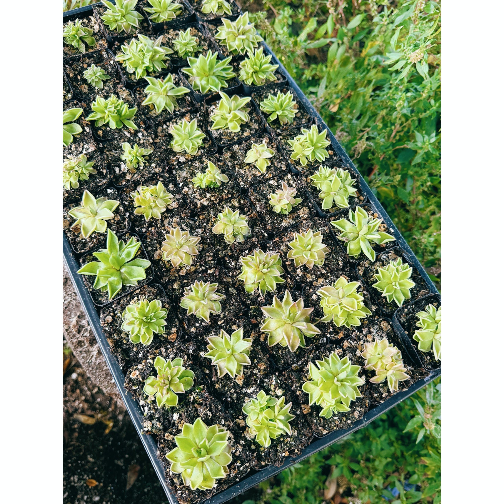 Pinguicula Estrellita