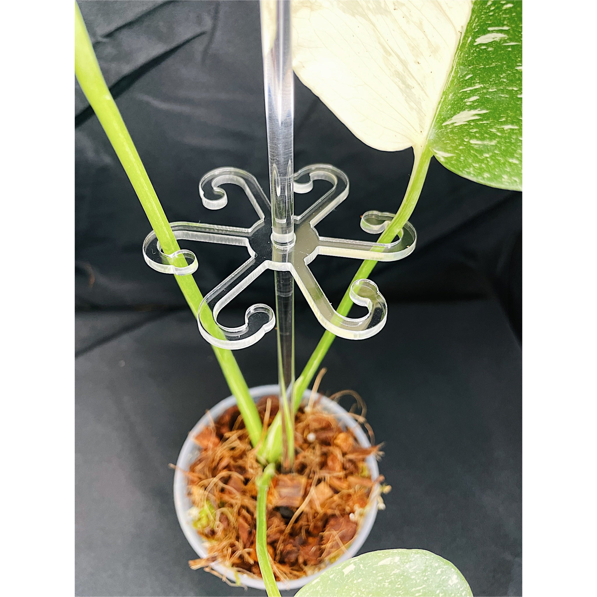Acrylic Plant Stem Hook Support