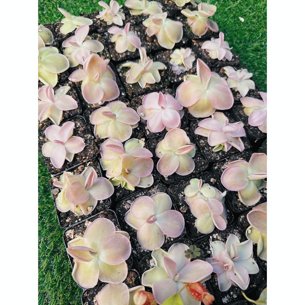 Pinguicula Moranensis