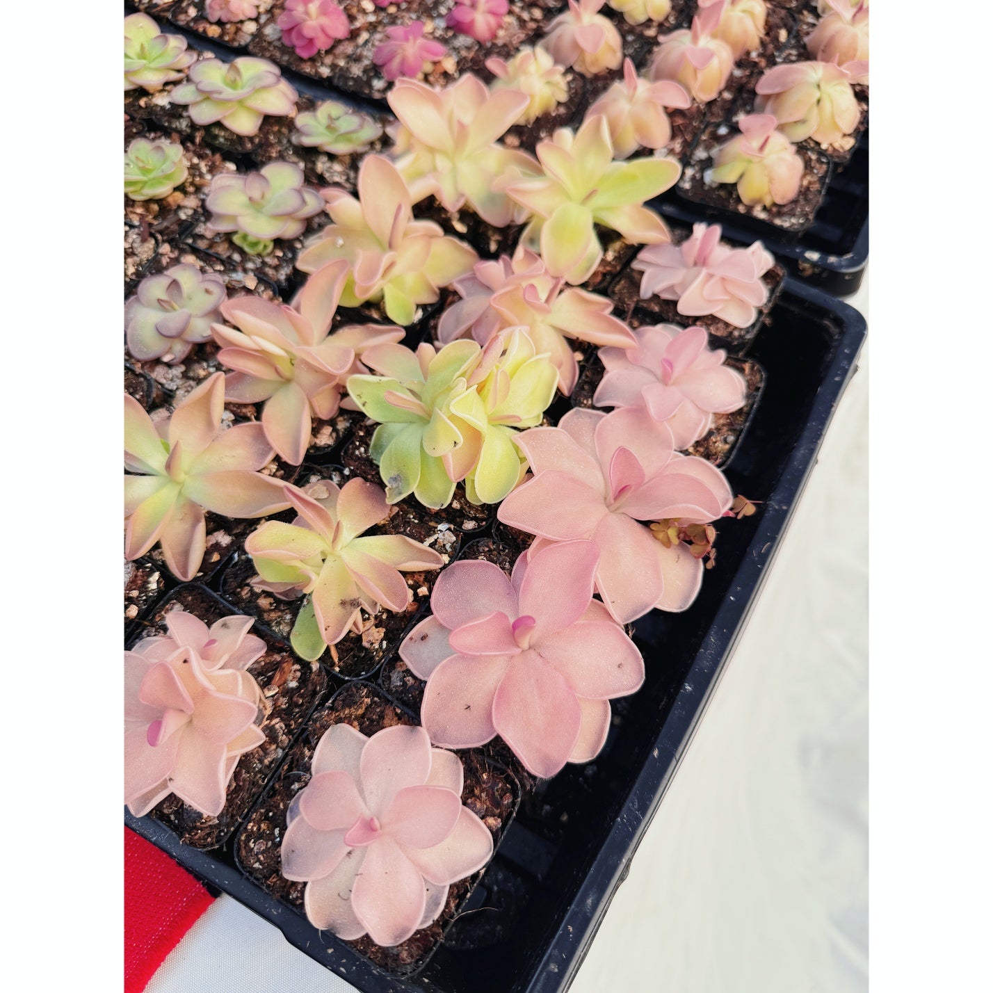 Pinguicula Pirouette