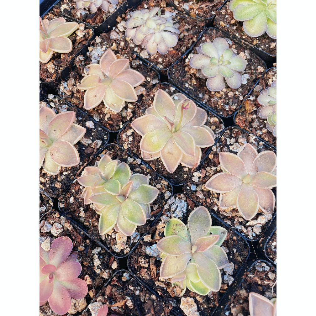 Pinguicula Elhersae x Mesophytica