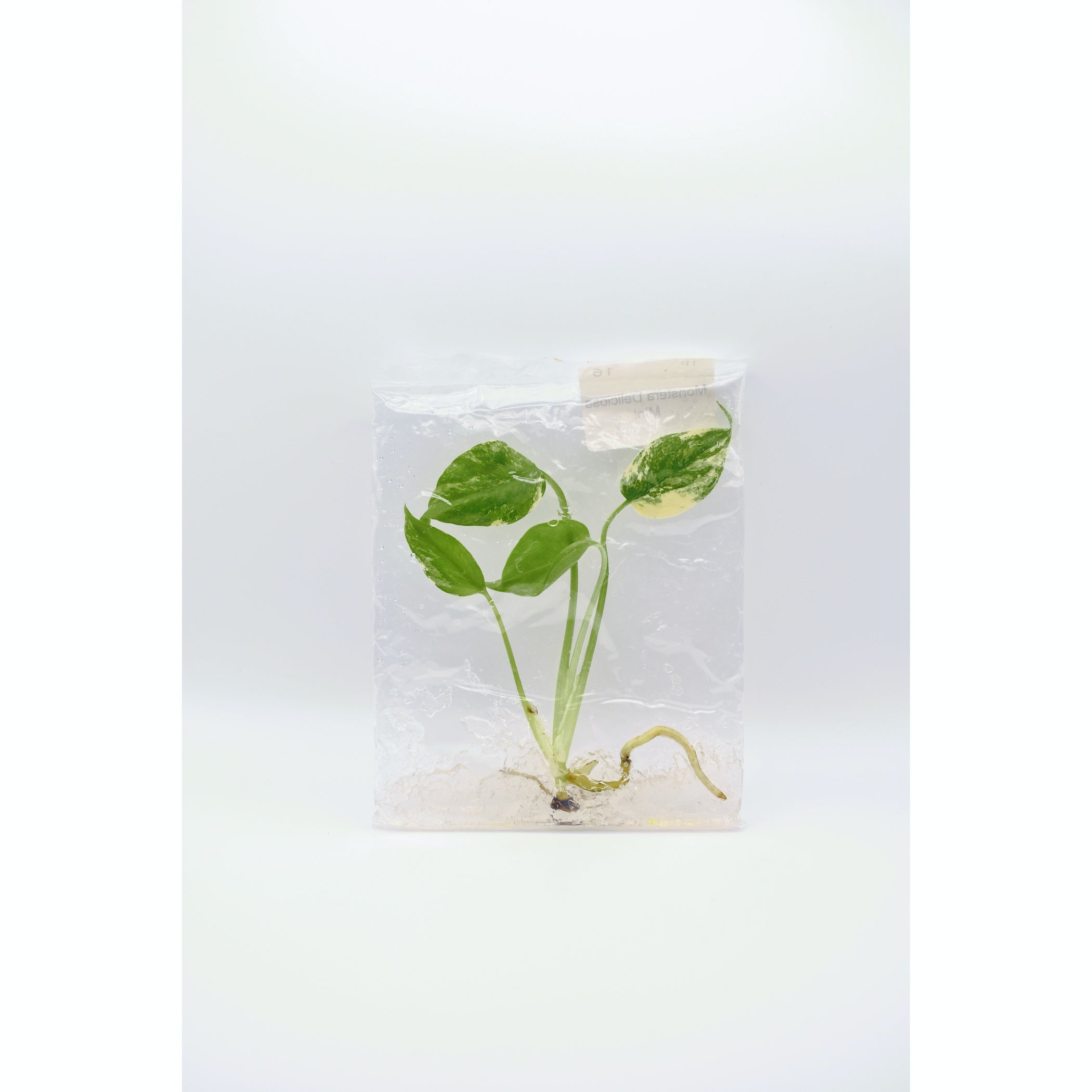 Monstera Deliciosa Mint