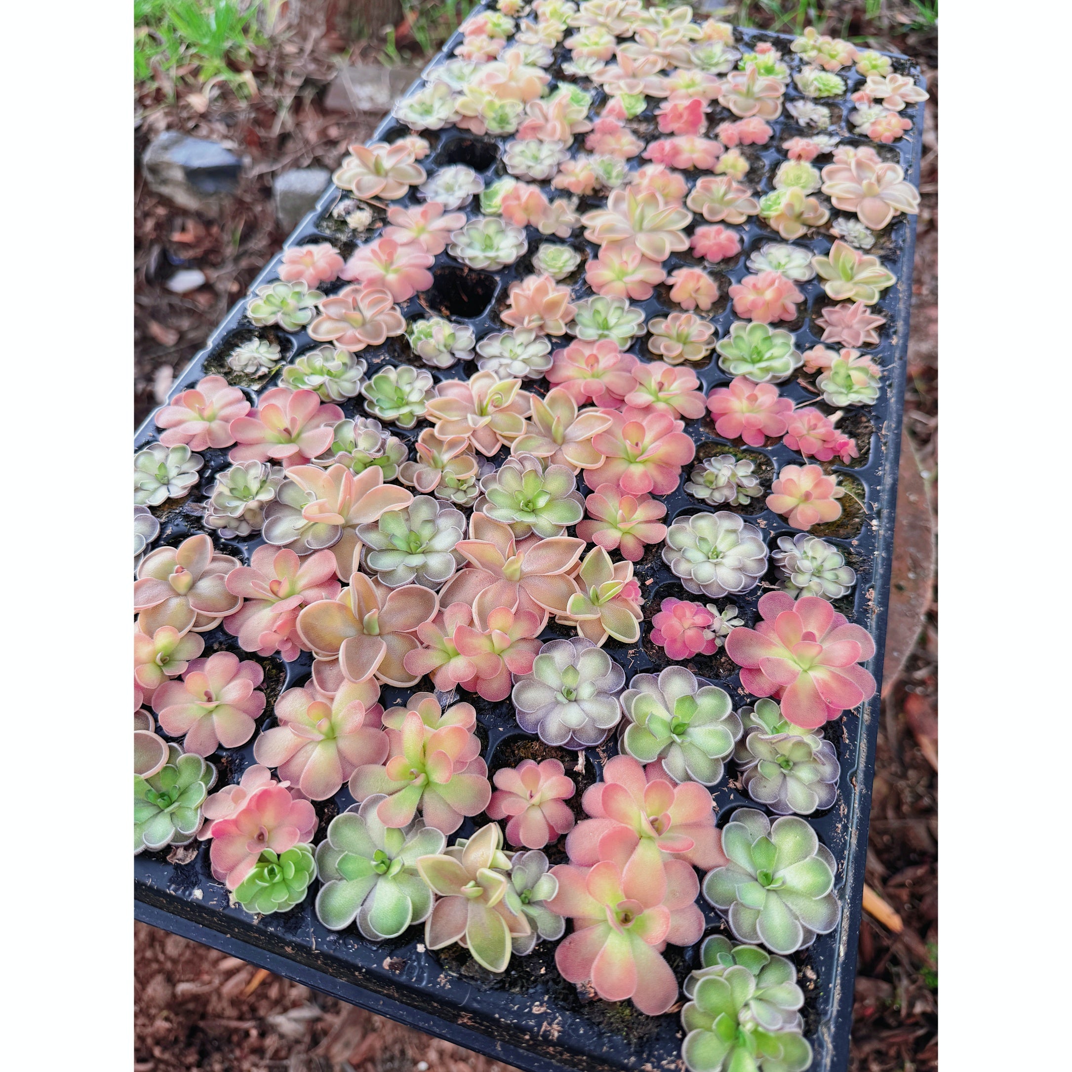 Pinguicula Bundle In Luck Live Plant