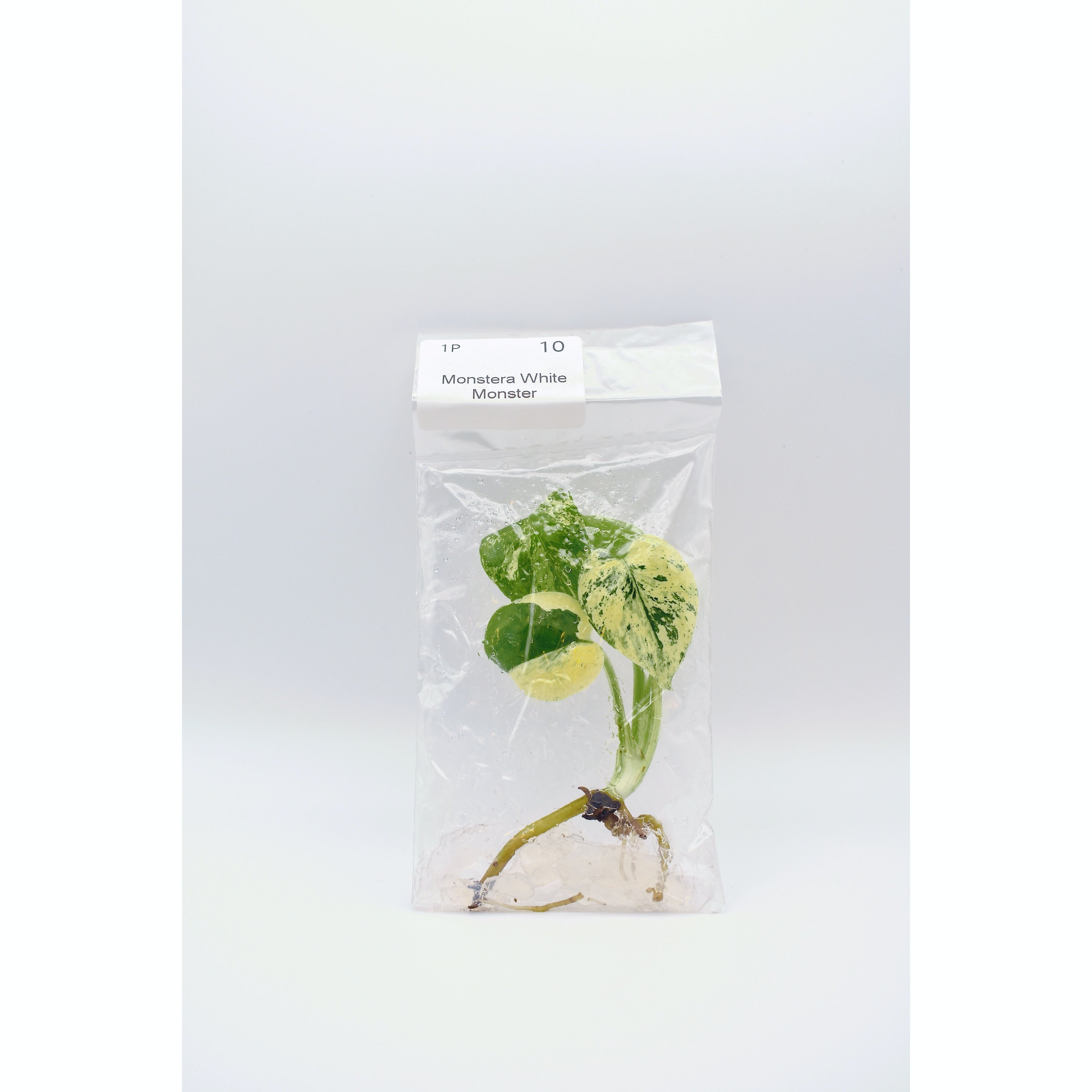 Monstera White Monster (Grade A)