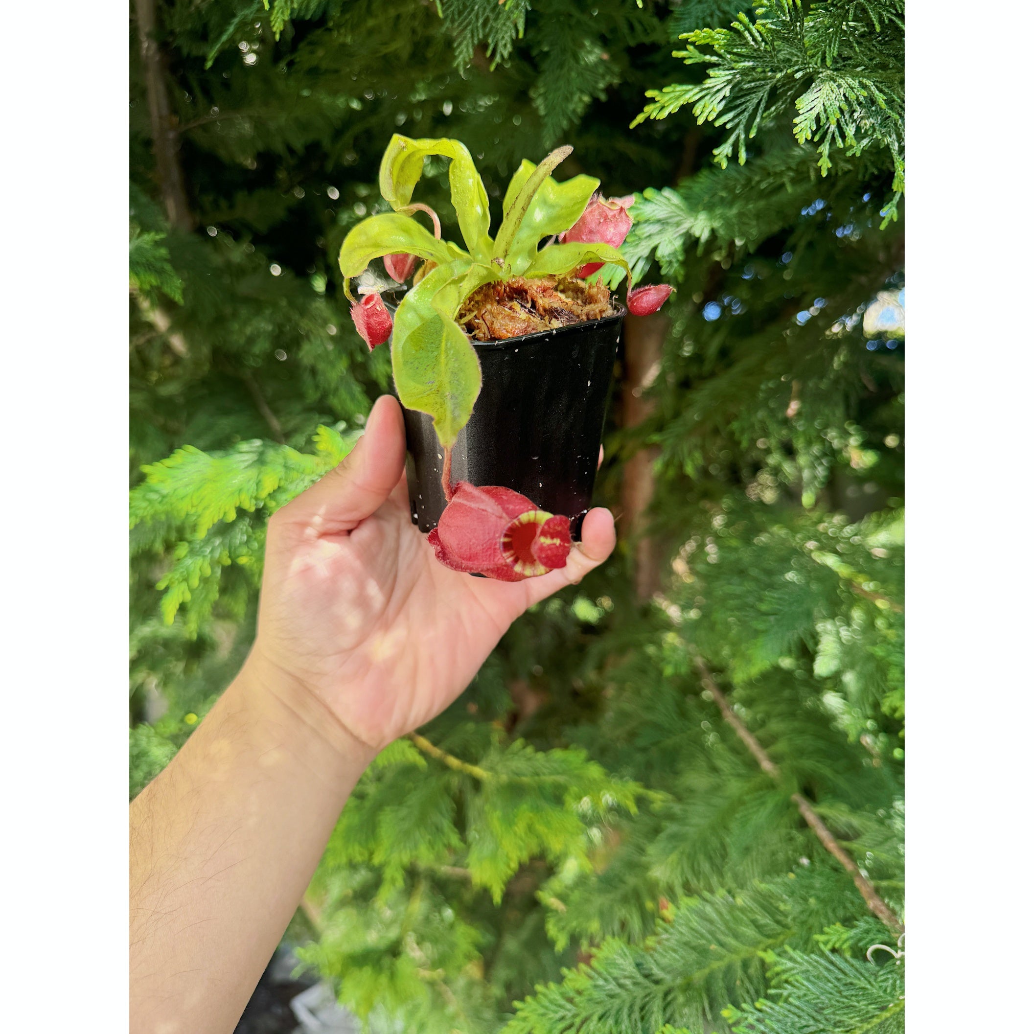 Nepenthes Mirab. Var Globosa x Ampullaria Black Miracle