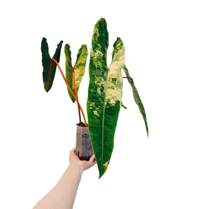 Philodendron Billietiae Variegated