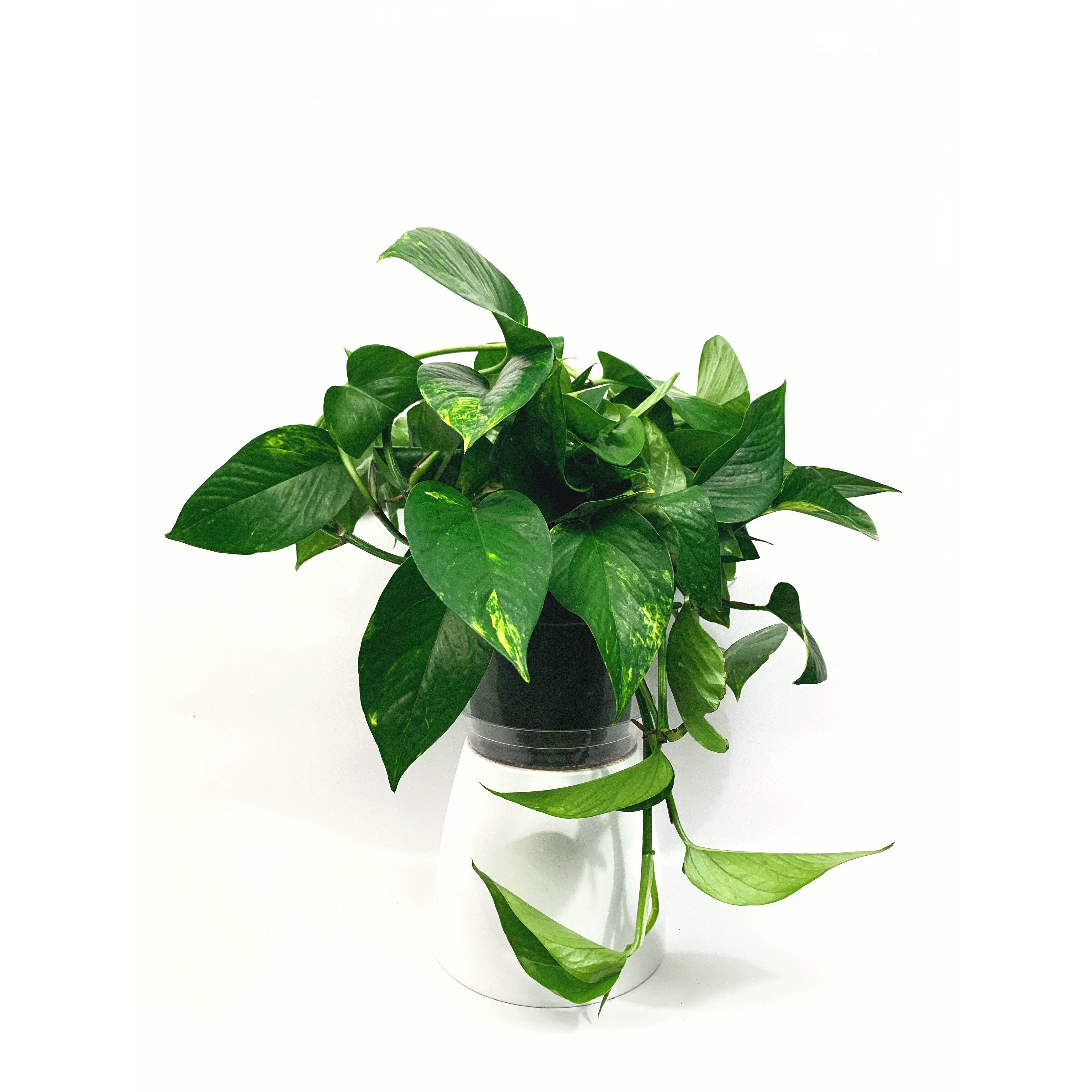 Golden Pothos - Las Selvas