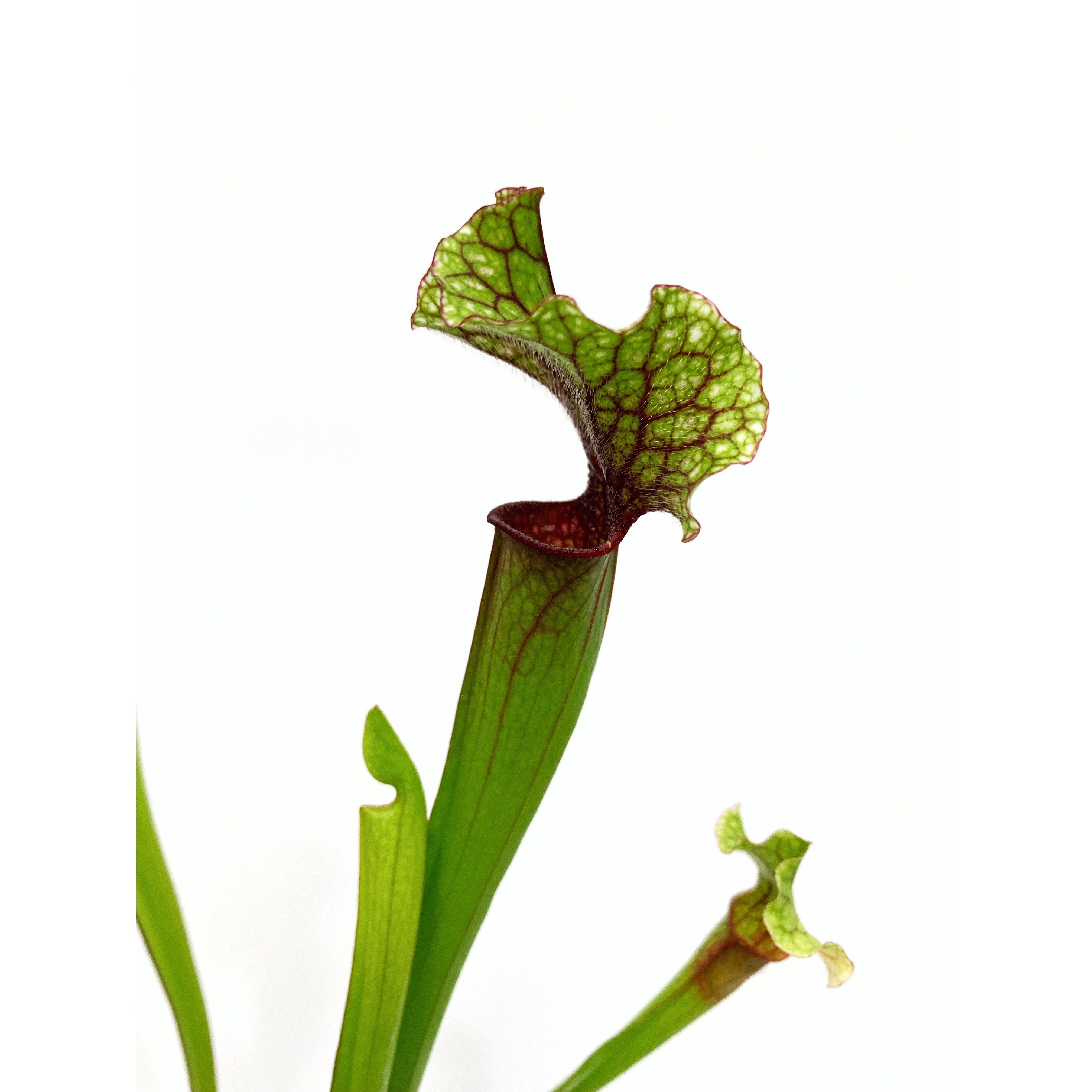 Yellow Pitcher Plant - Las Selvas