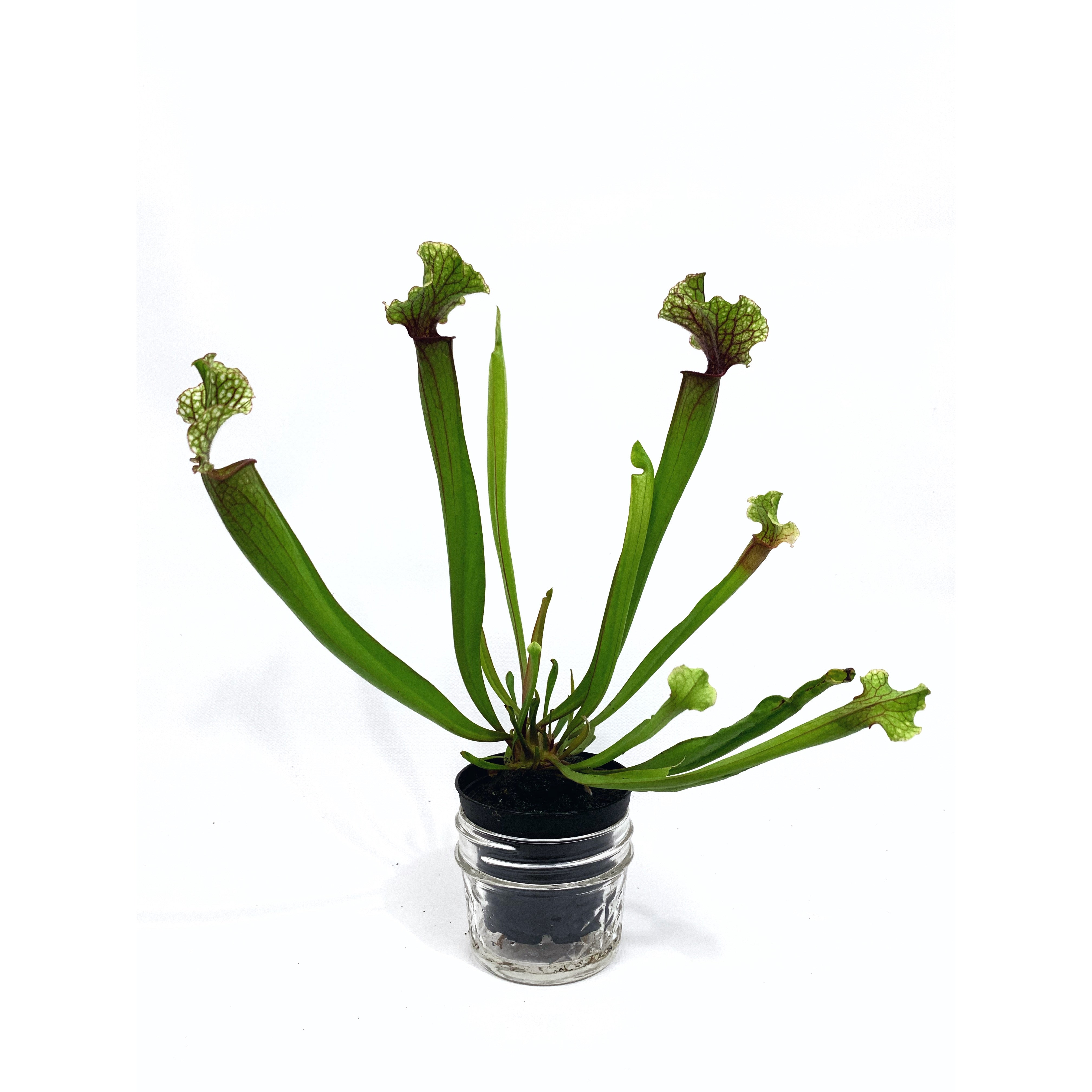 Yellow Pitcher Plant - Las Selvas