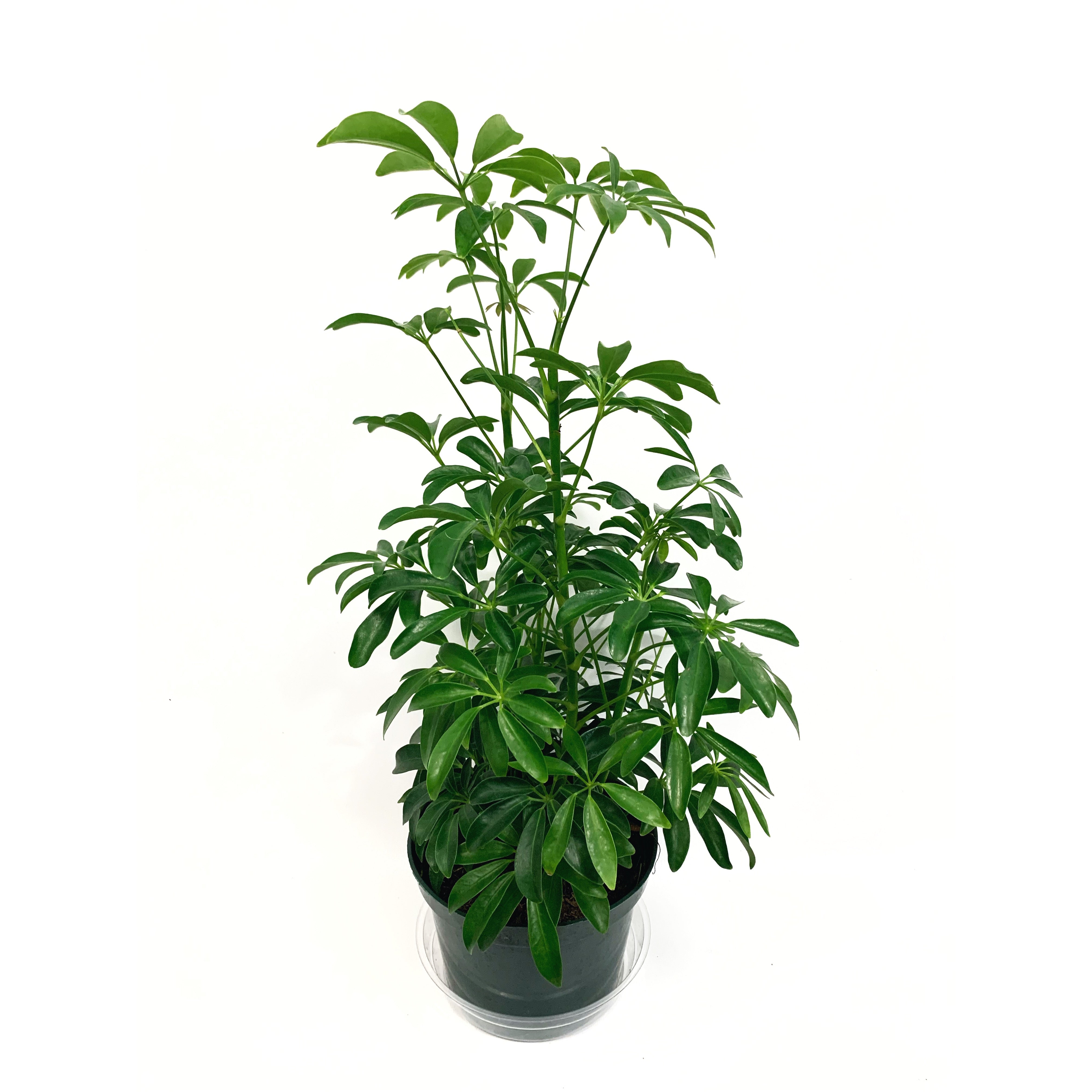 Dwarf Umbrella - Las Selvas