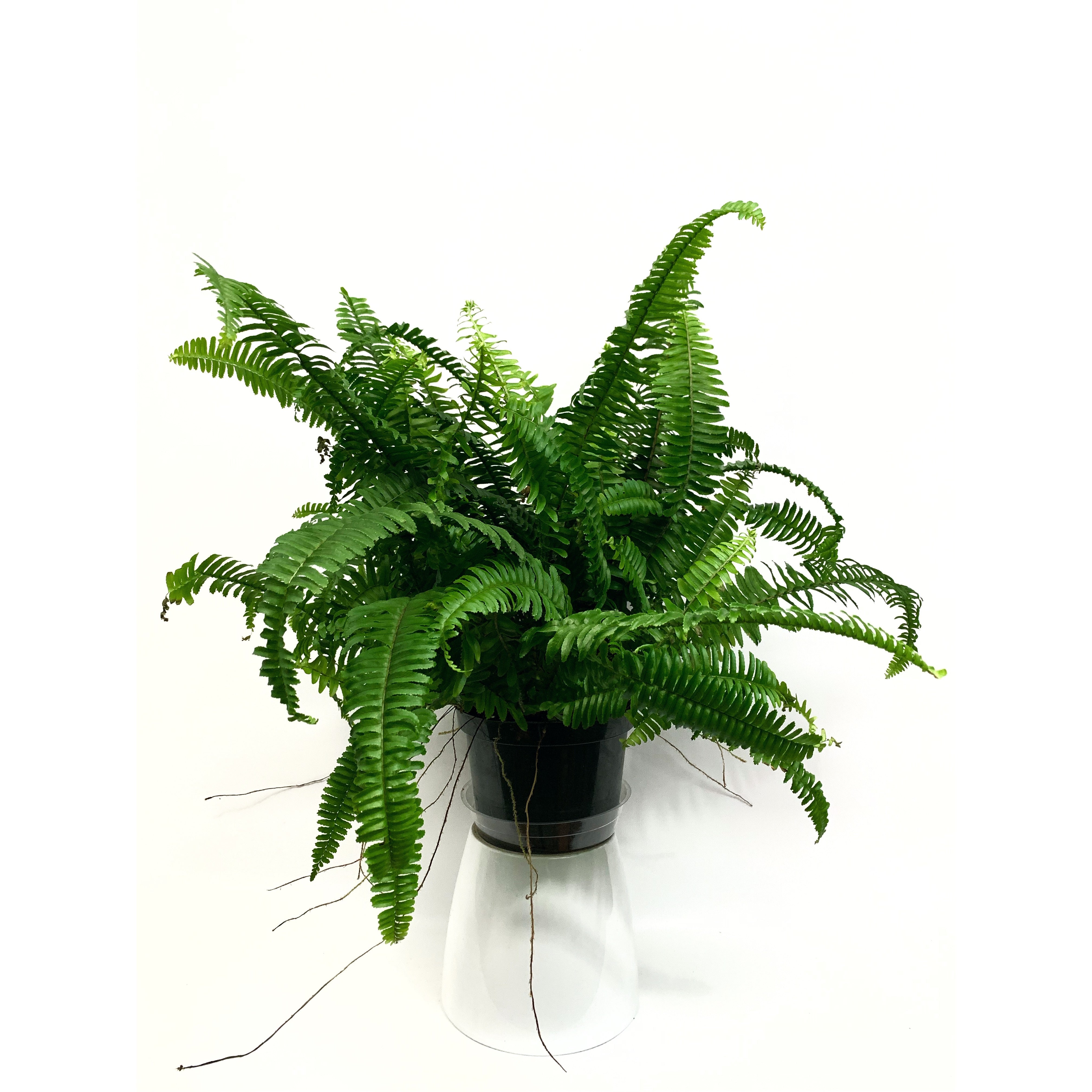 Western Sword - Las Selvas