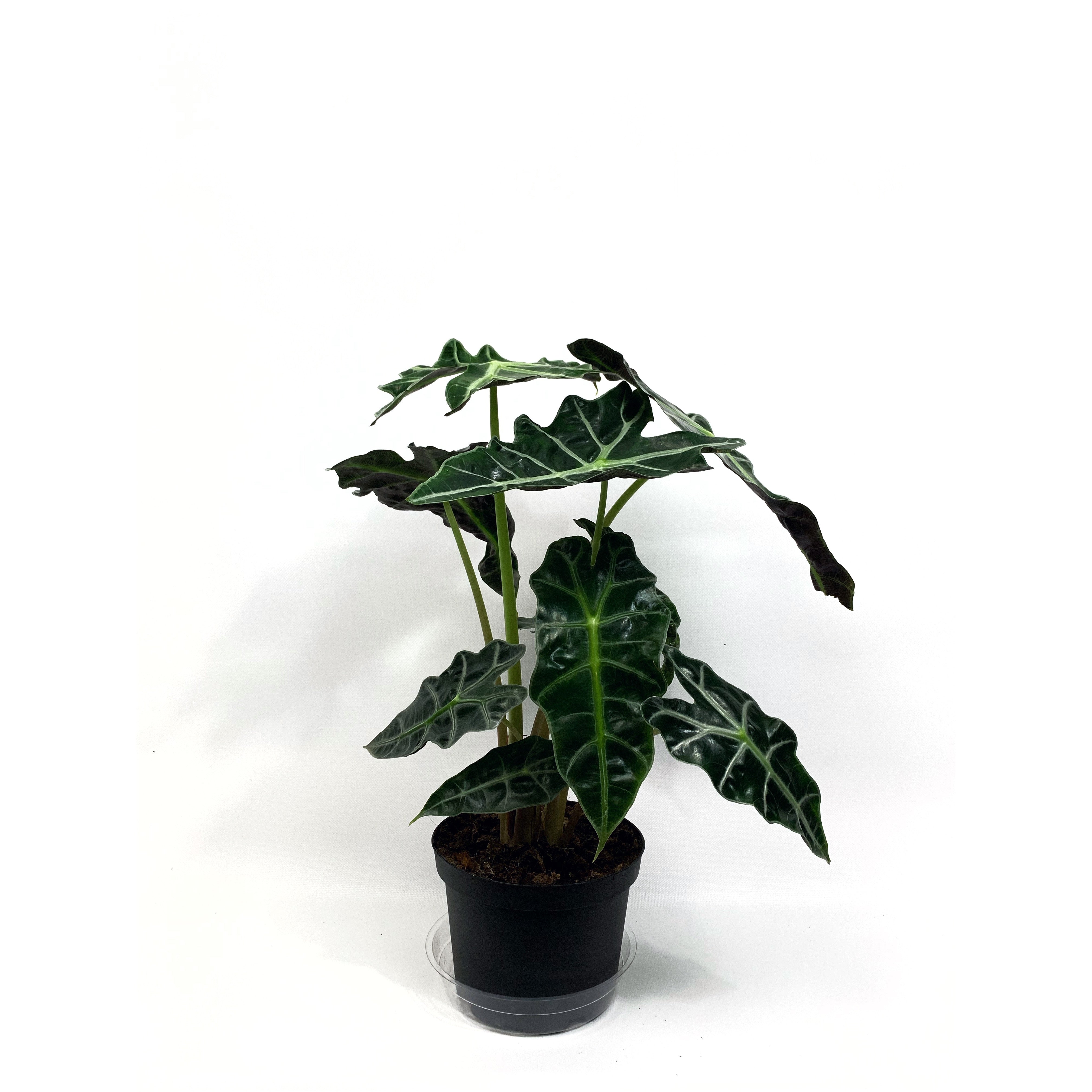 Dwarf Polly - Las Selvas