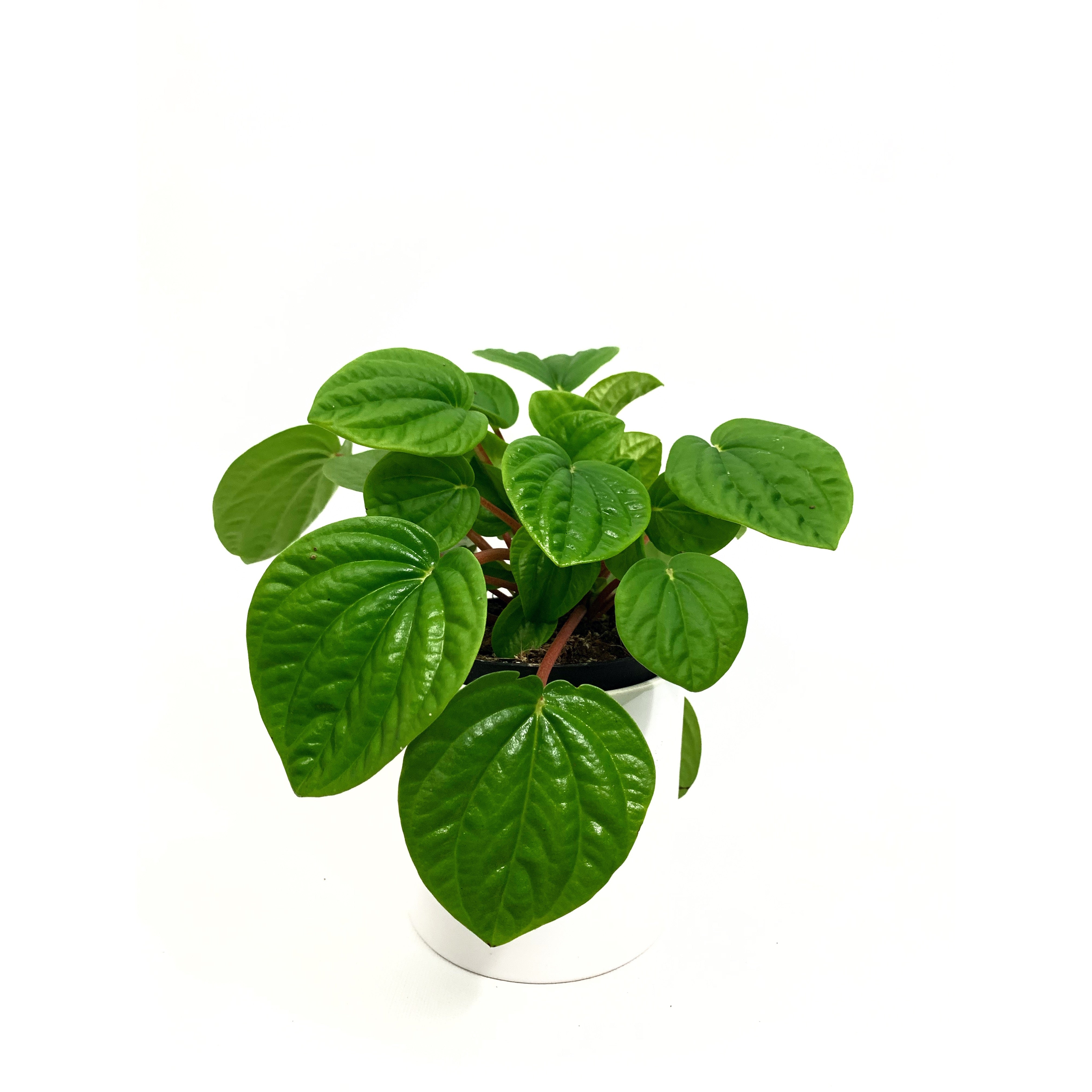 Rana Verde - Las Selvas