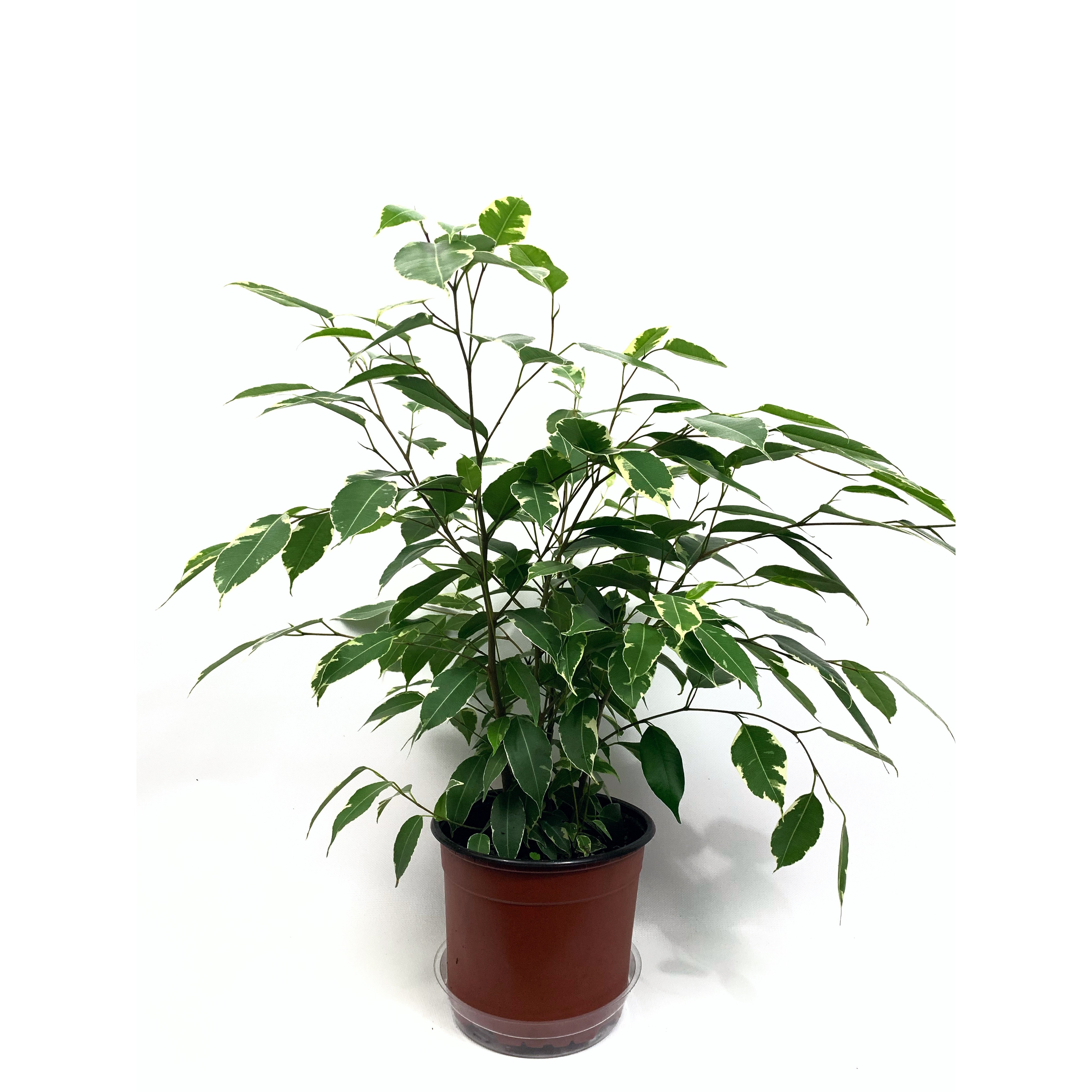 Weeping Fig Variegated - Las Selvas