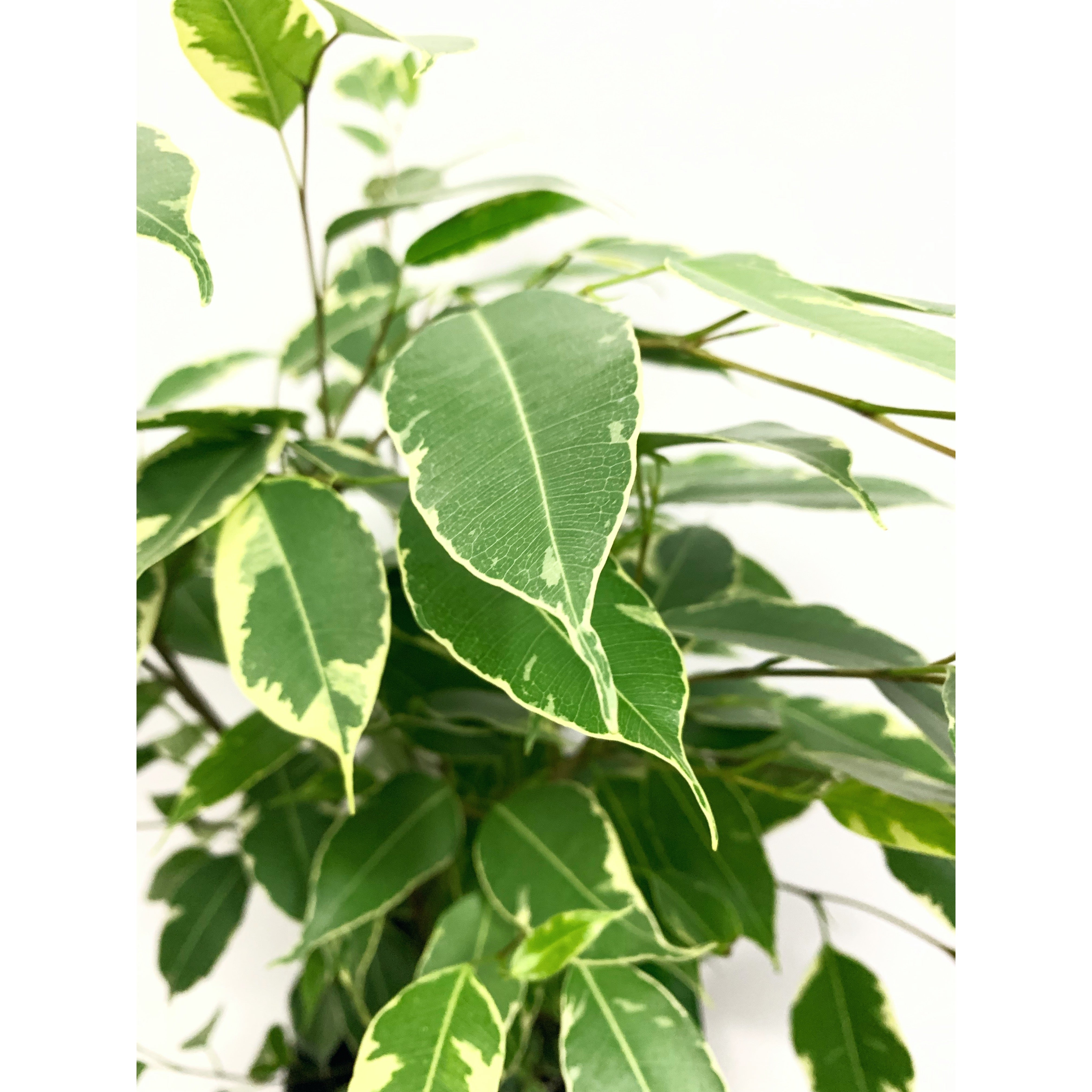 Weeping Fig Variegated - Las Selvas