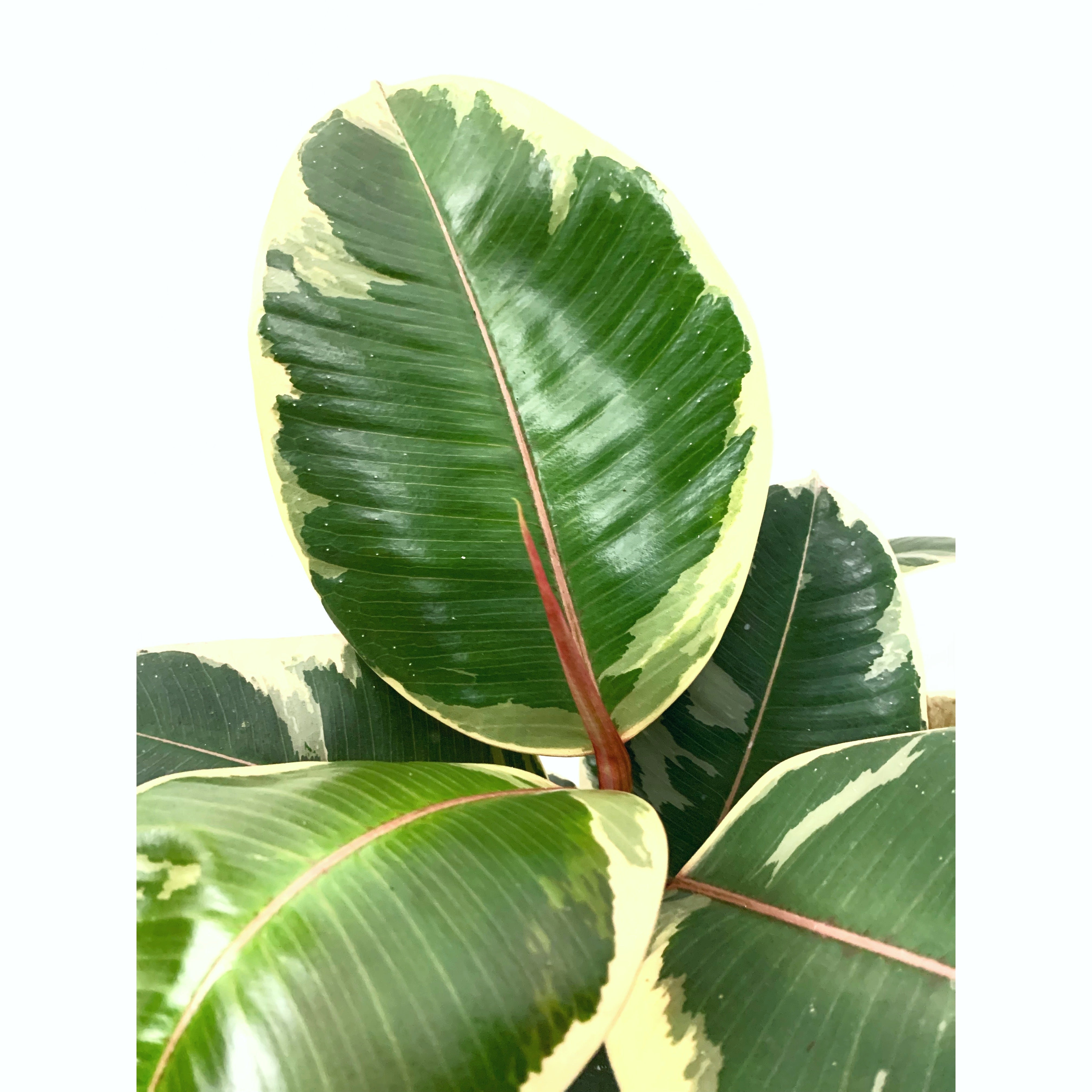 Rubber Tineke - Las Selvas