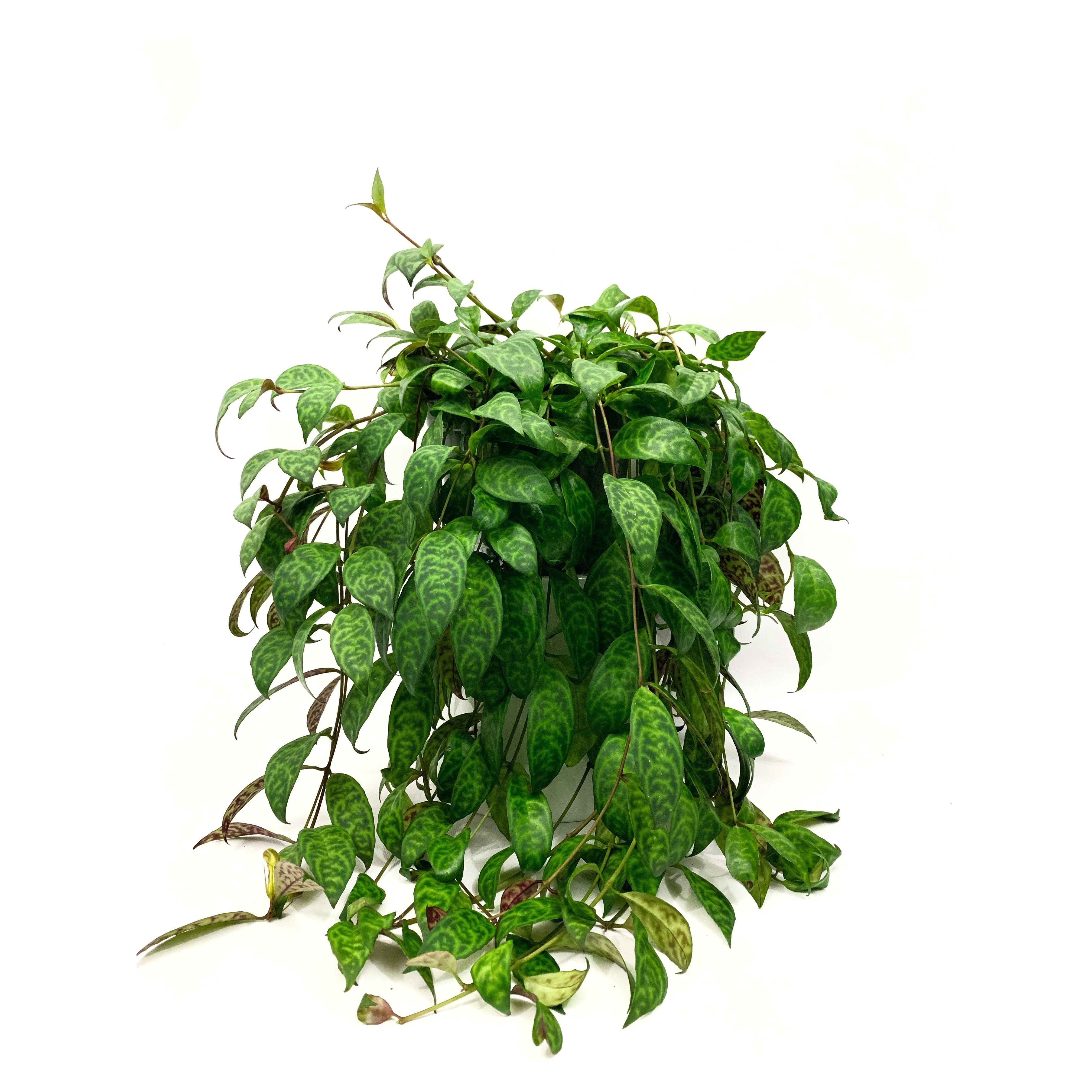 Black Pagoda - Las Selvas