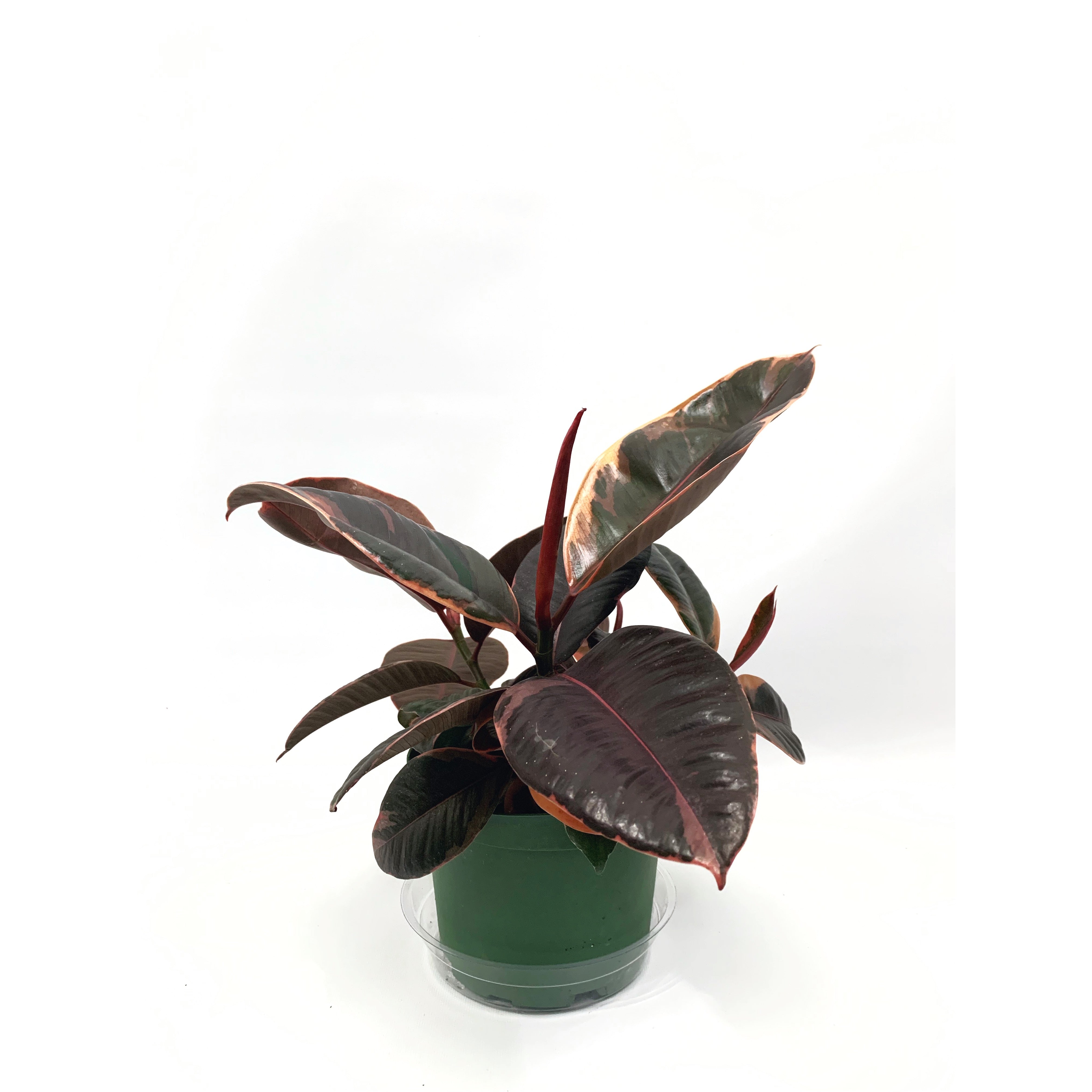 Rubber Ruby - Las Selvas