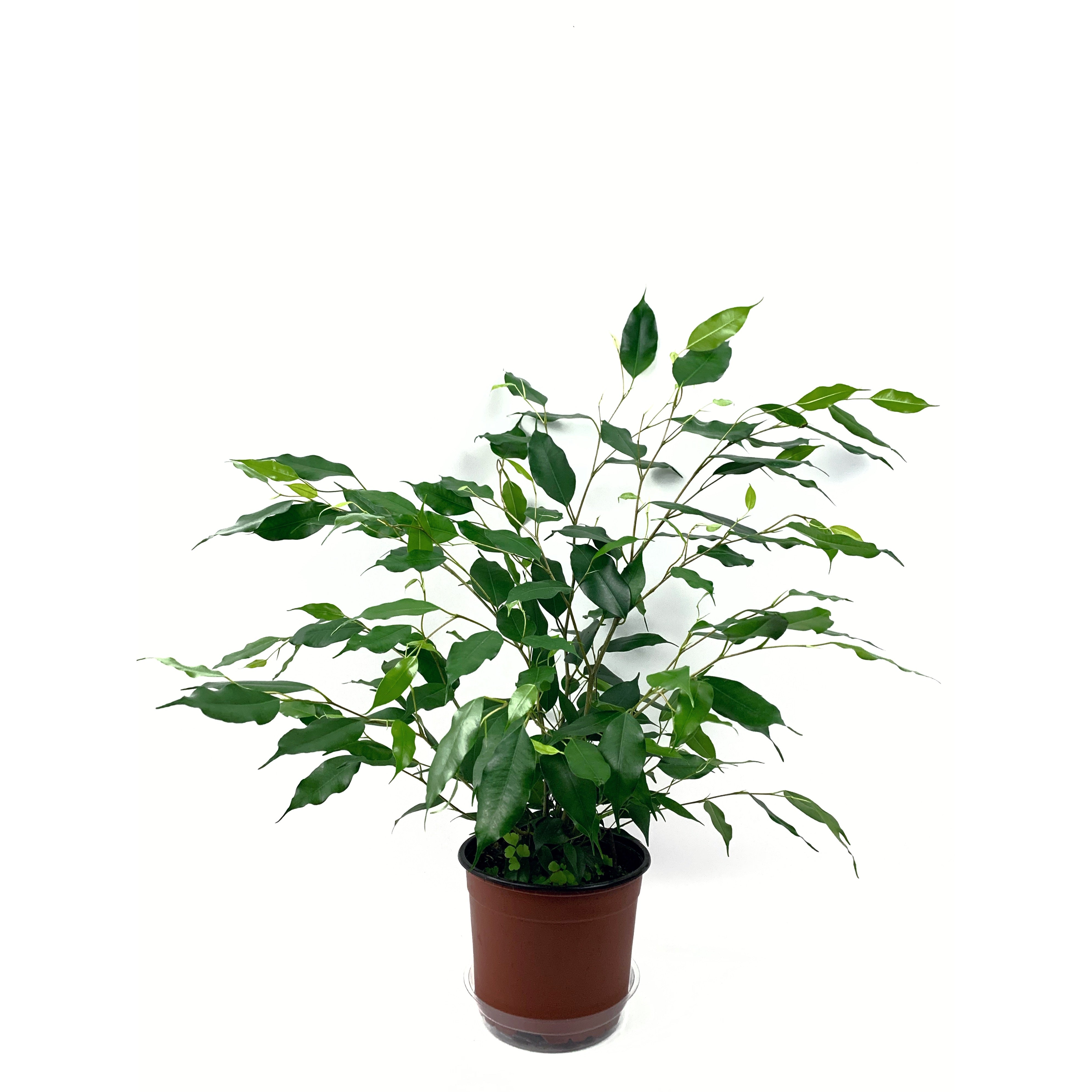 Weeping Fig - Las Selvas