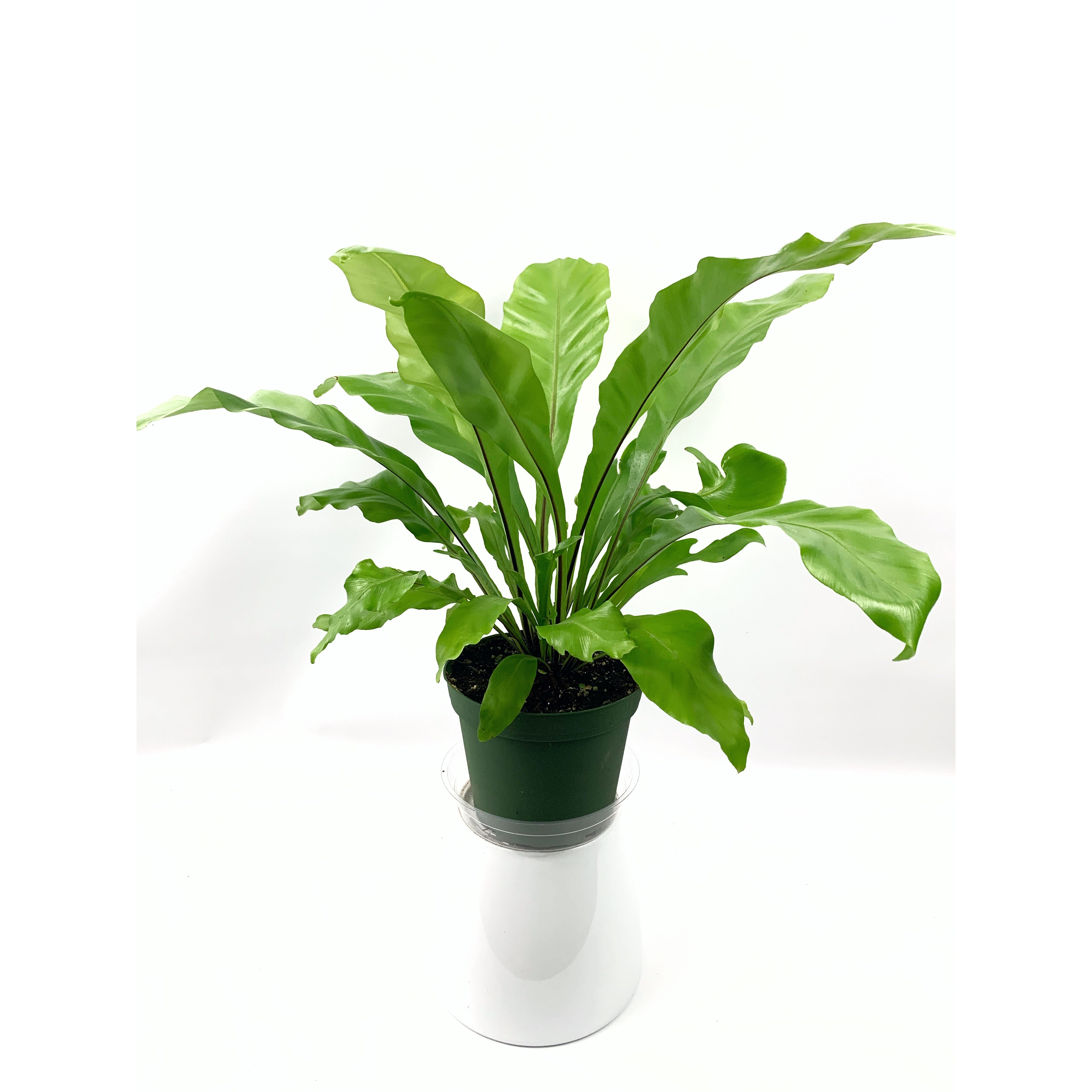 Birds Nest-Fern - Las Selvas