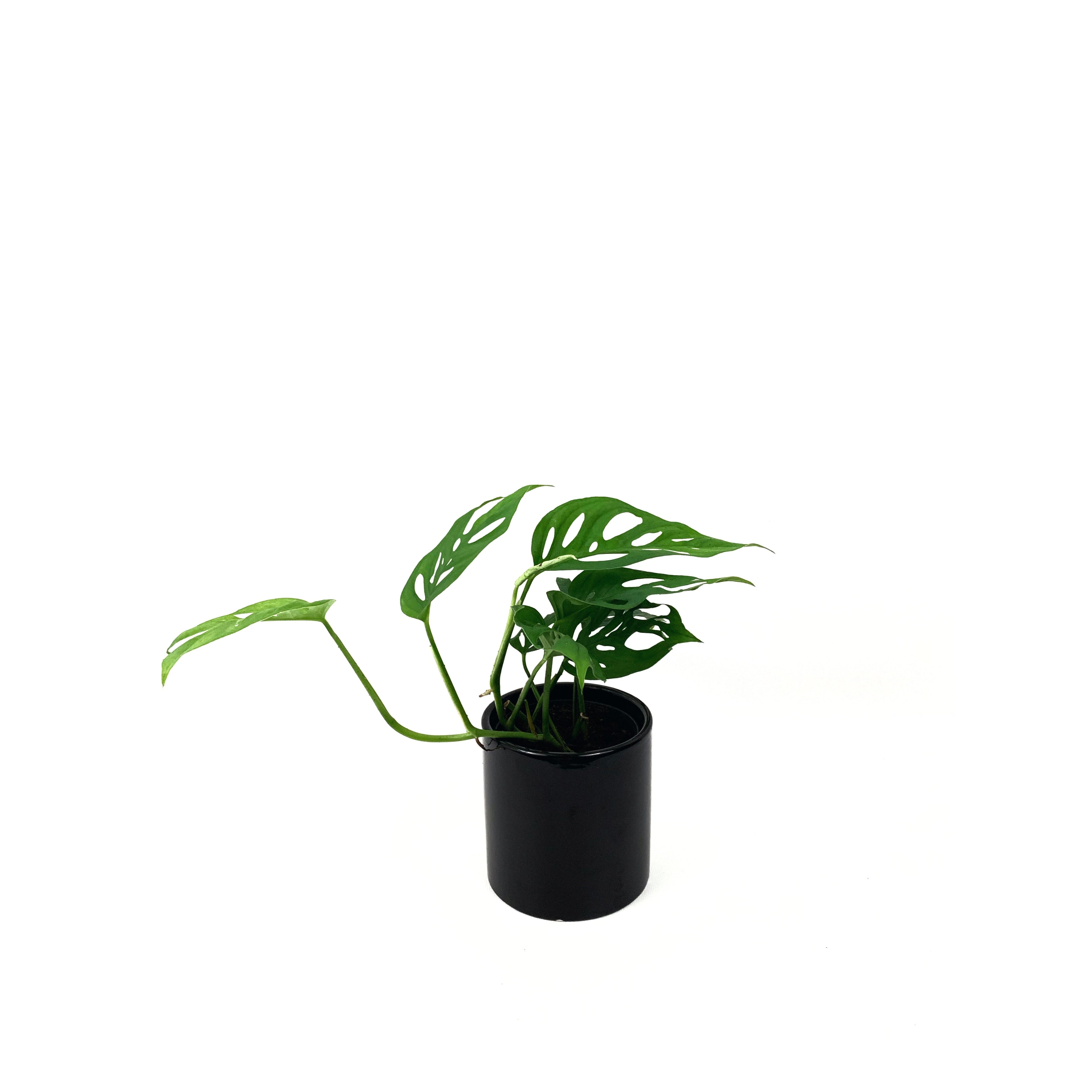 Monstera Adansonii - Las Selvas