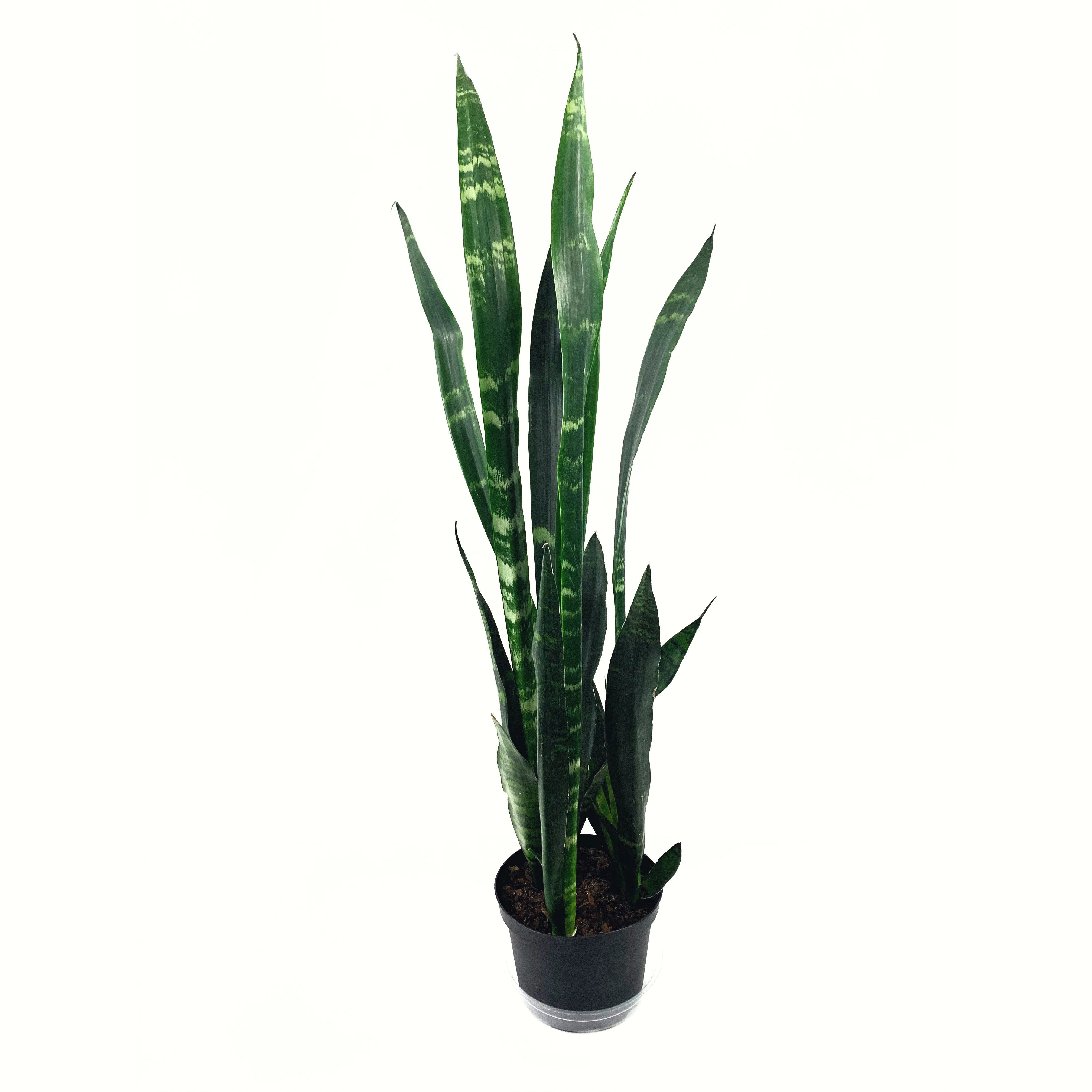 Sansevieria Black Coral - Las Selvas